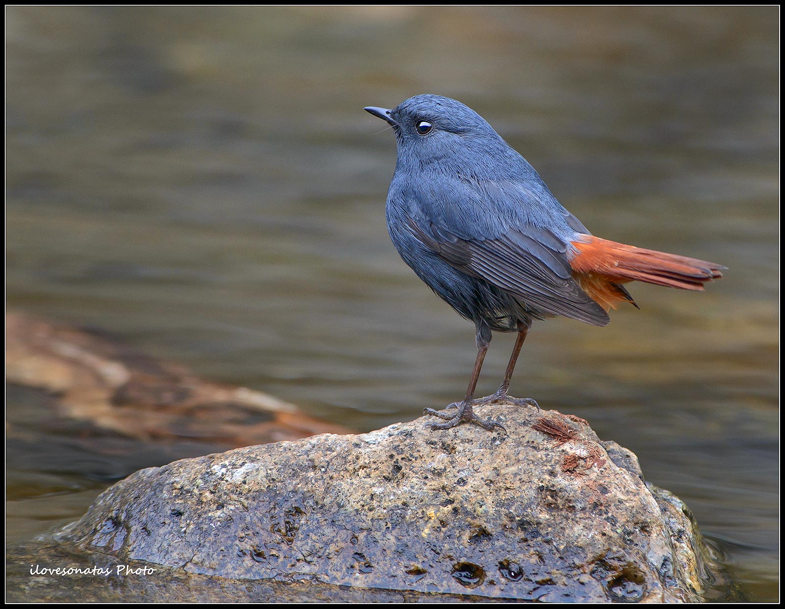 Plumbeous Codirosso Acqua