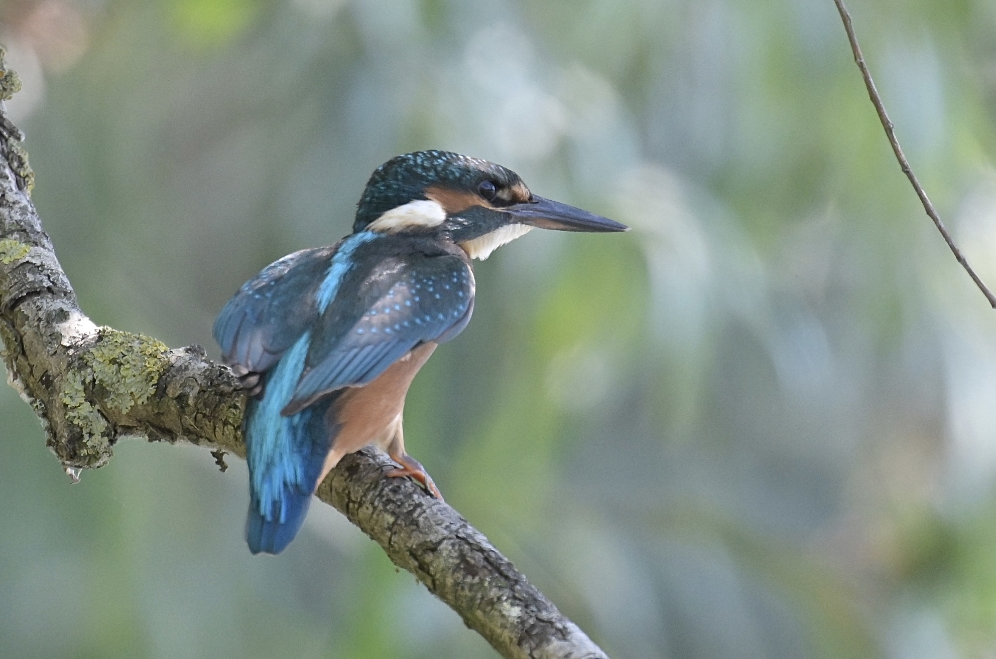 Kingfisher