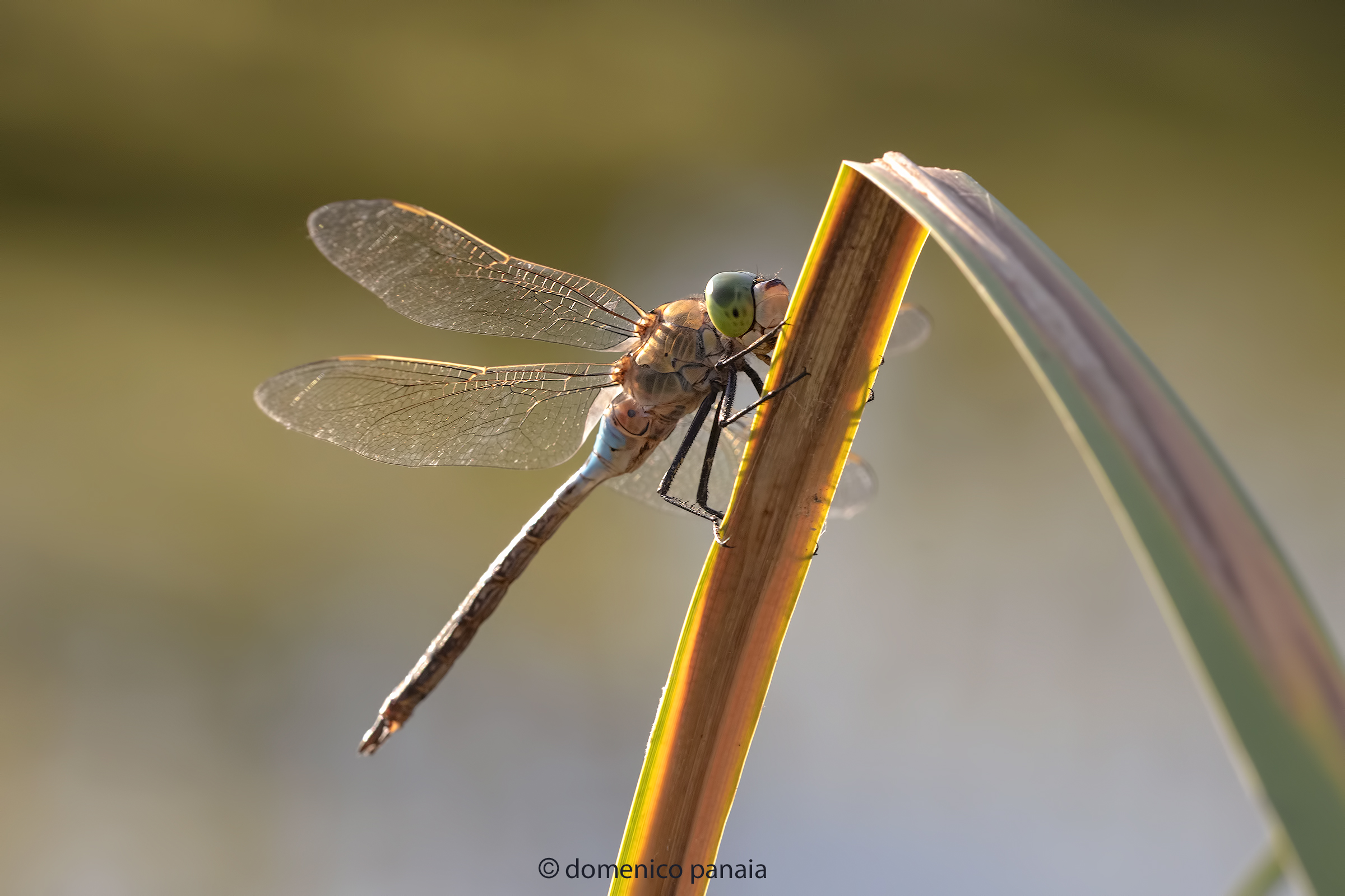 anax parthenope