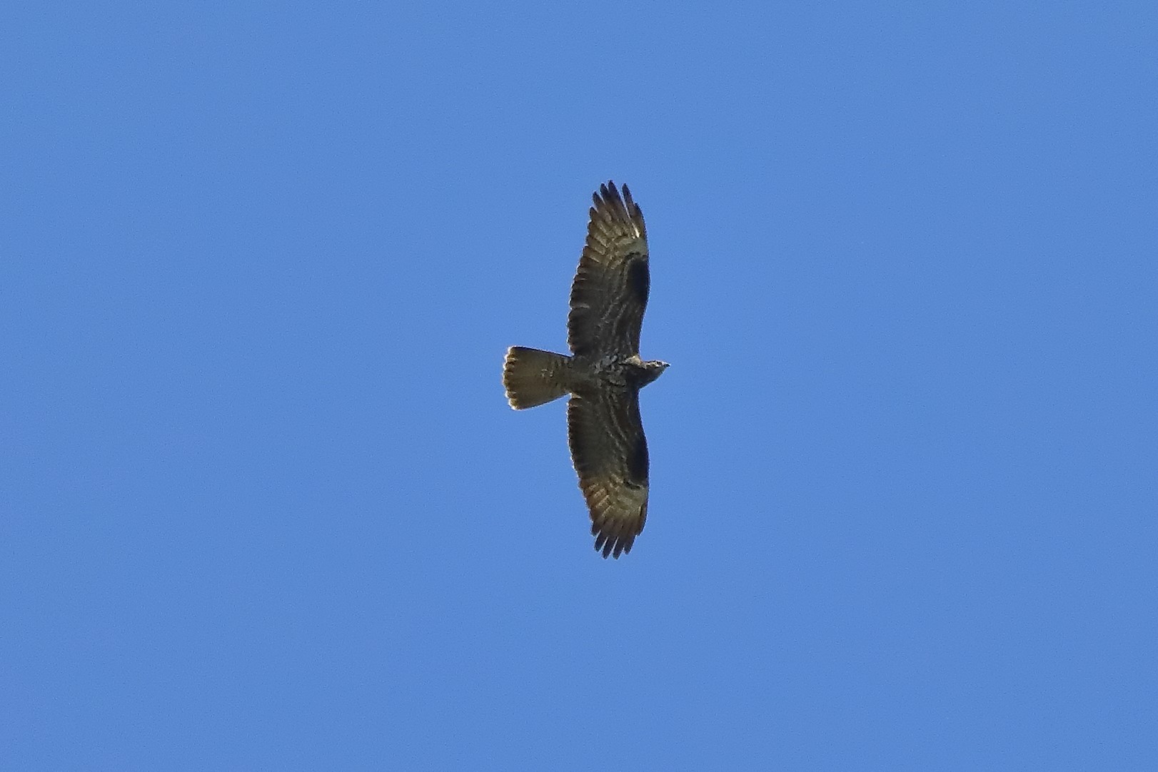 pecchiaiolo 11-06-2022