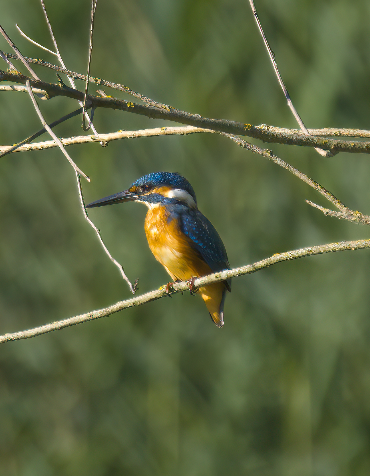 Kingfisher