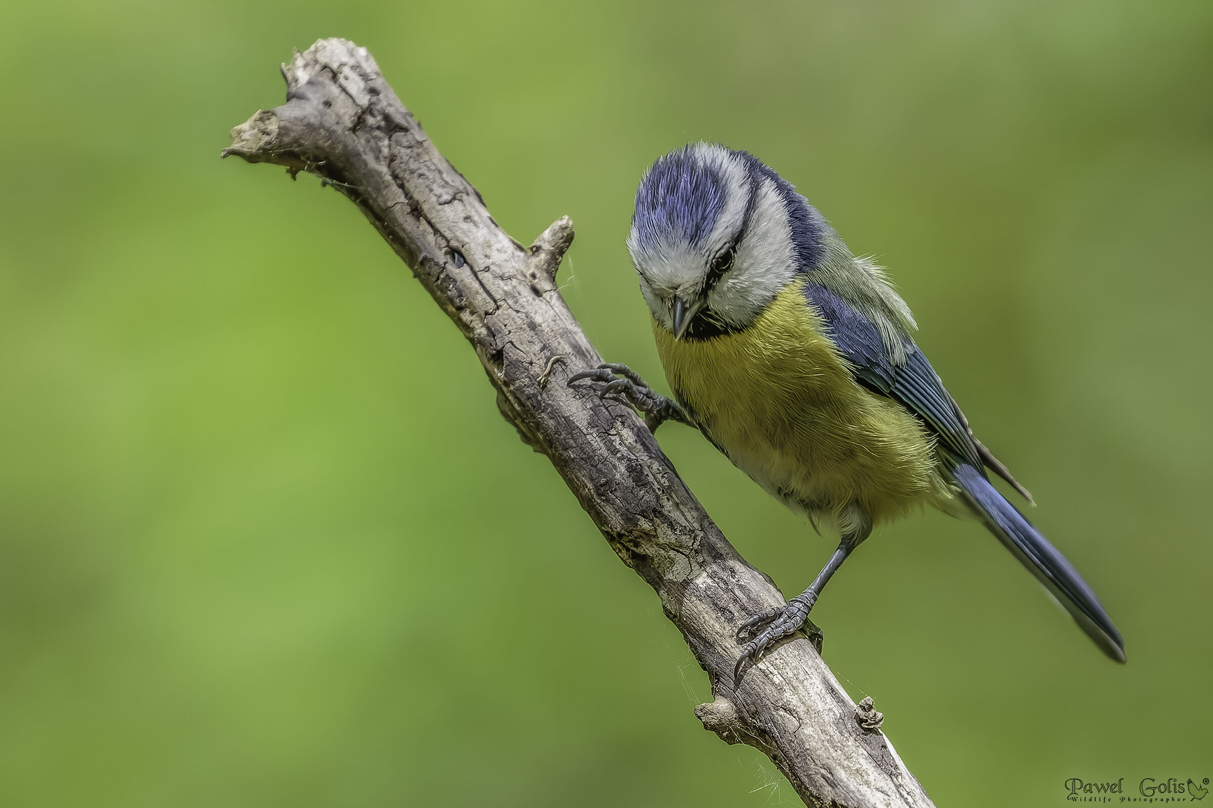 Cinciallegra eurasiatica (Cyanistes caeruleus)