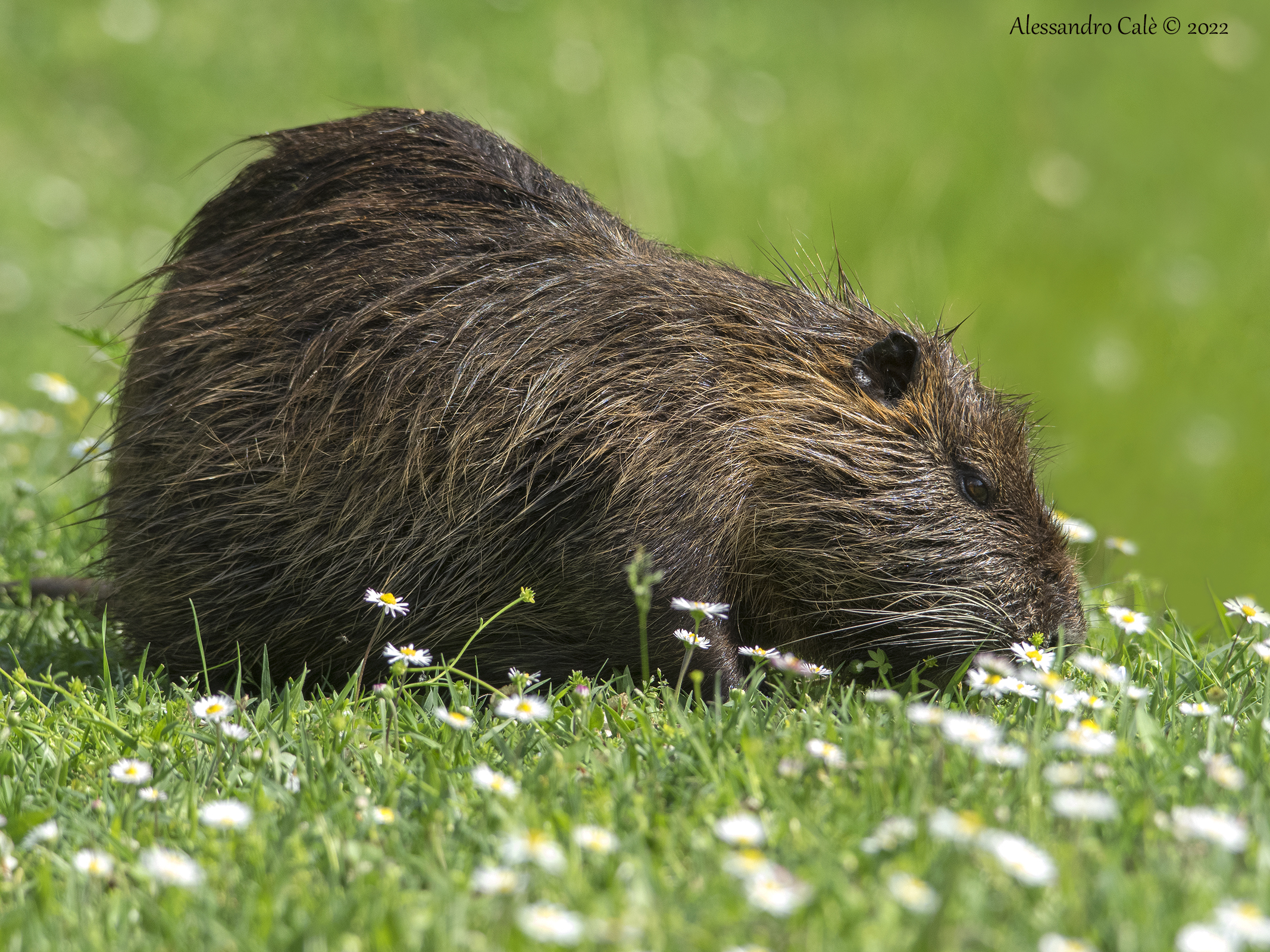 Myocastor coypus (Nutria) 4658
