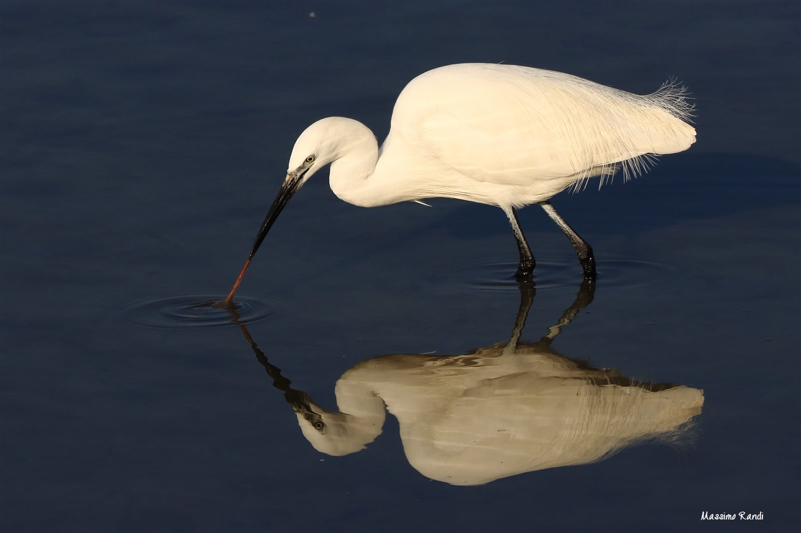 Marano Lagunare - Egret