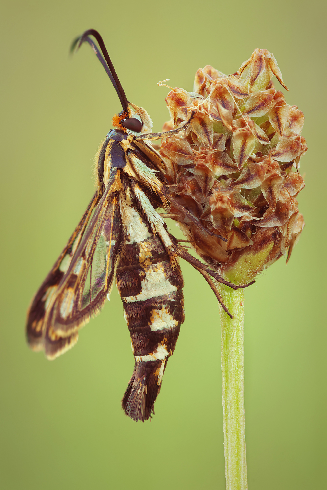 Pyropteron triannulifo