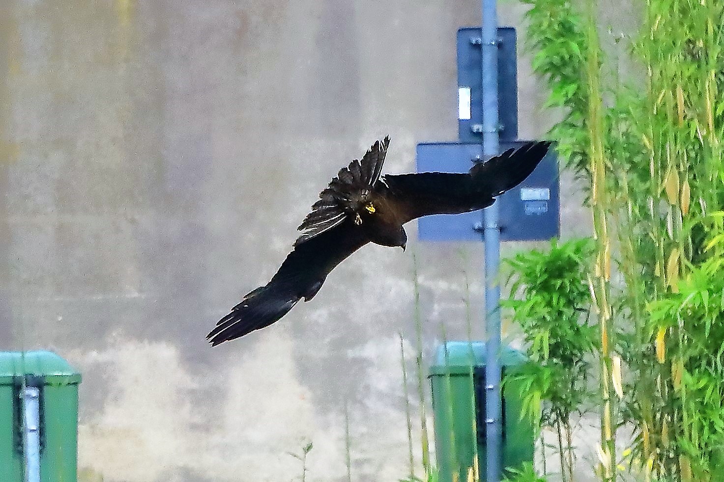 Nibbio bruno 17-06-2022