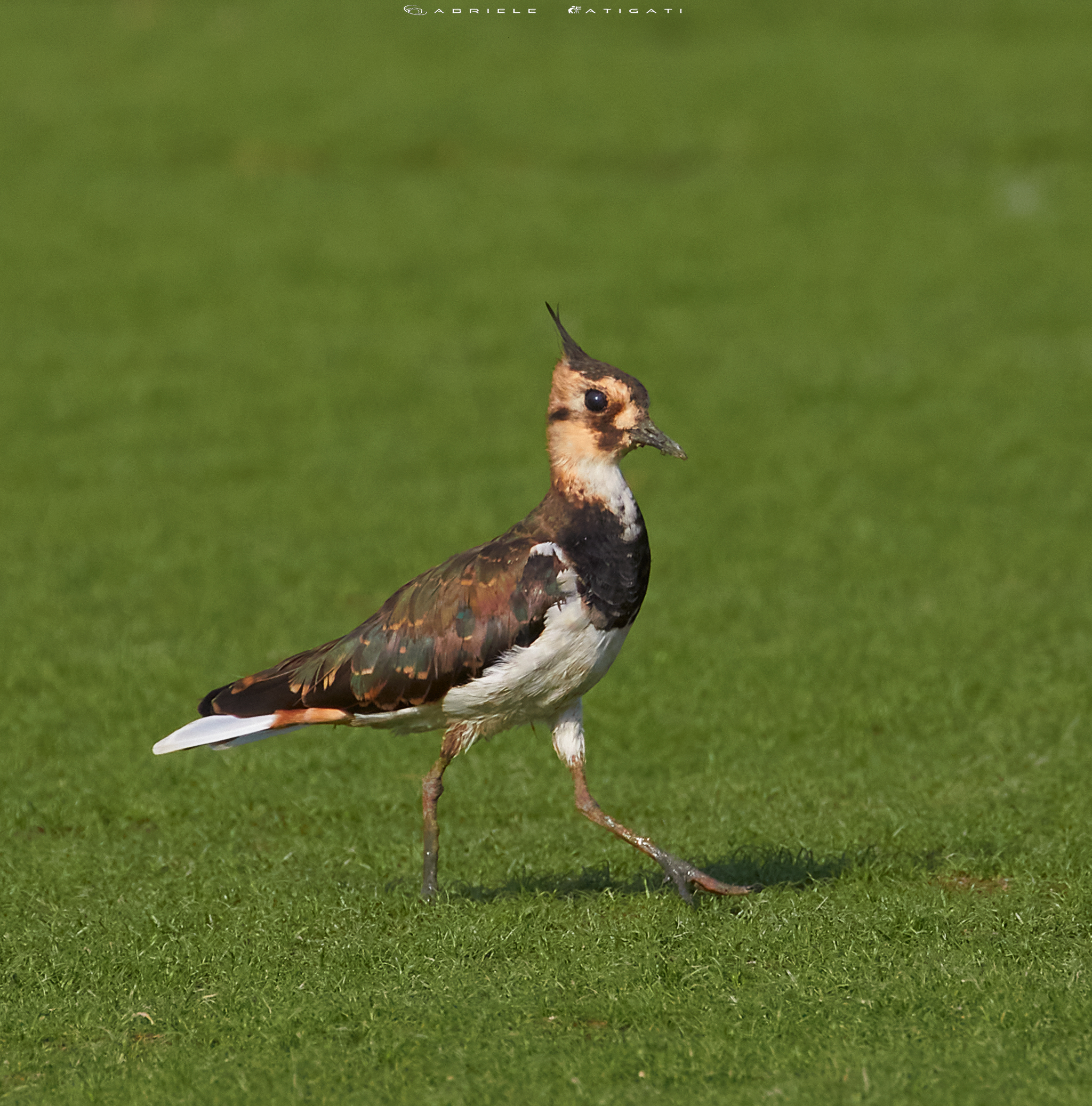 Lapwing