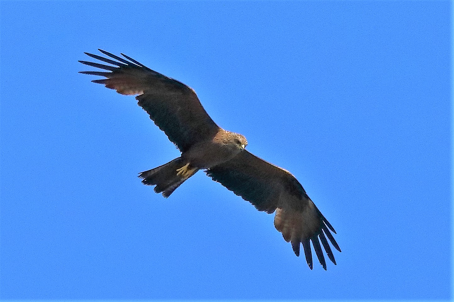 Nibbio bruno 20-06-2022