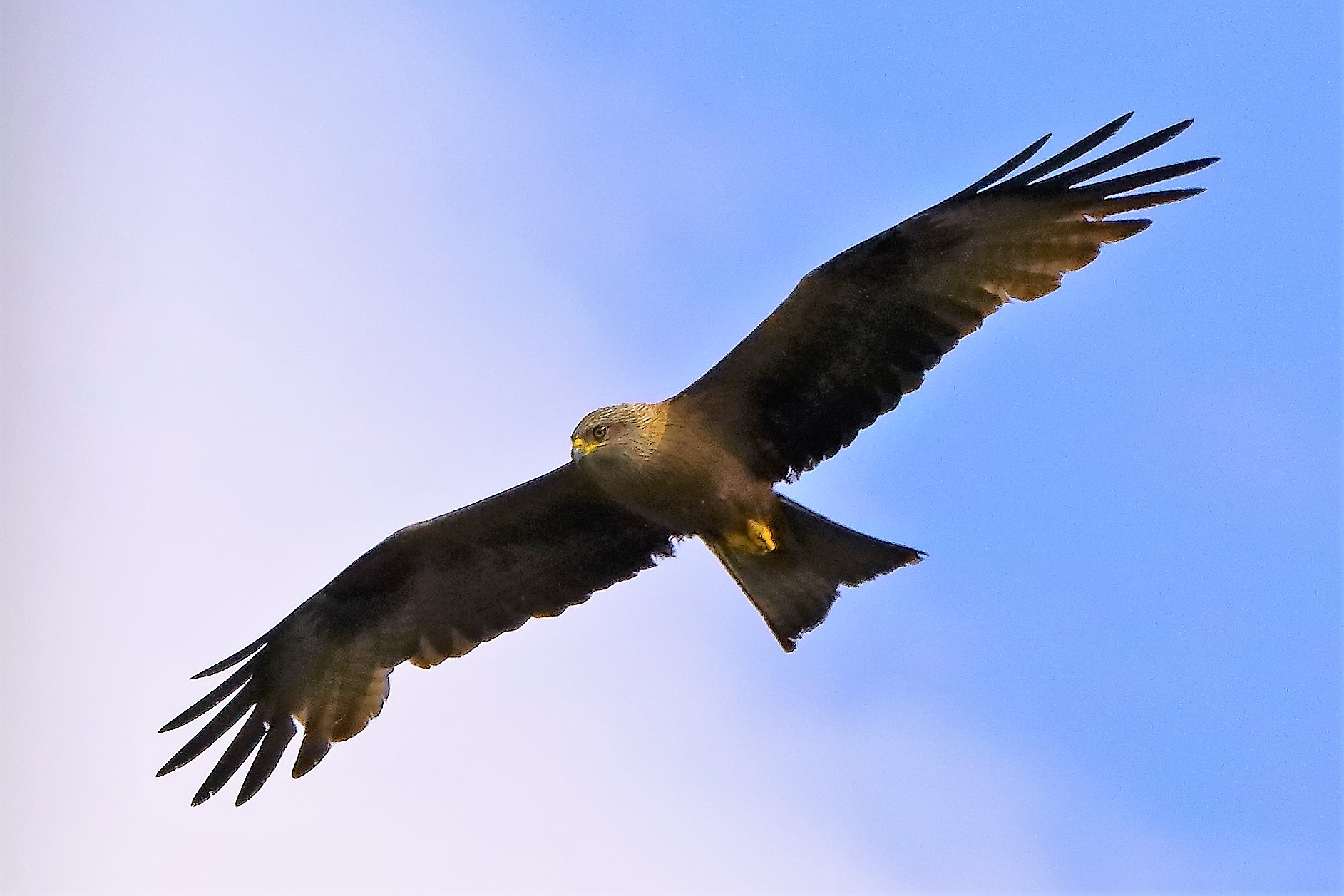 Nibbio bruno 21-06-2022