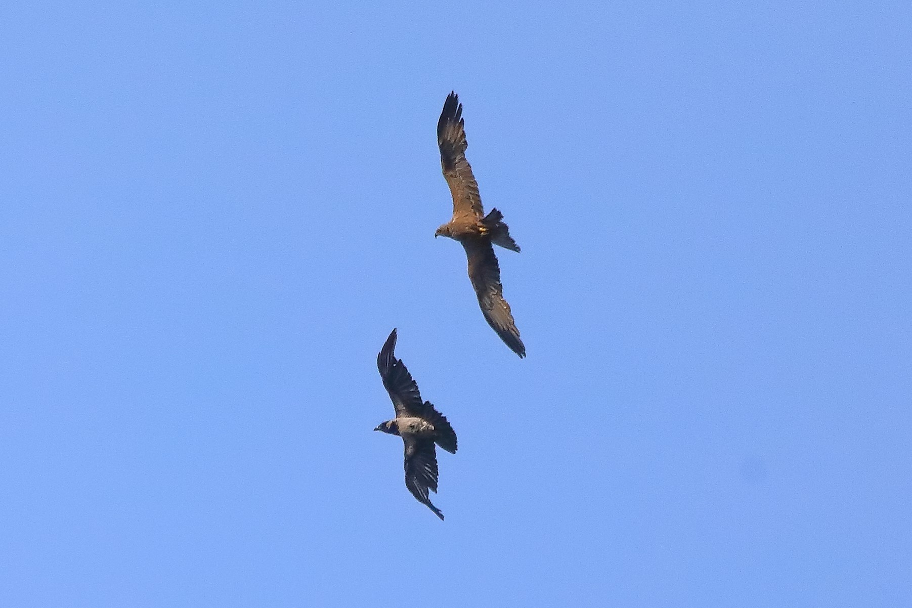 Nibbio bruno 27-06-2022