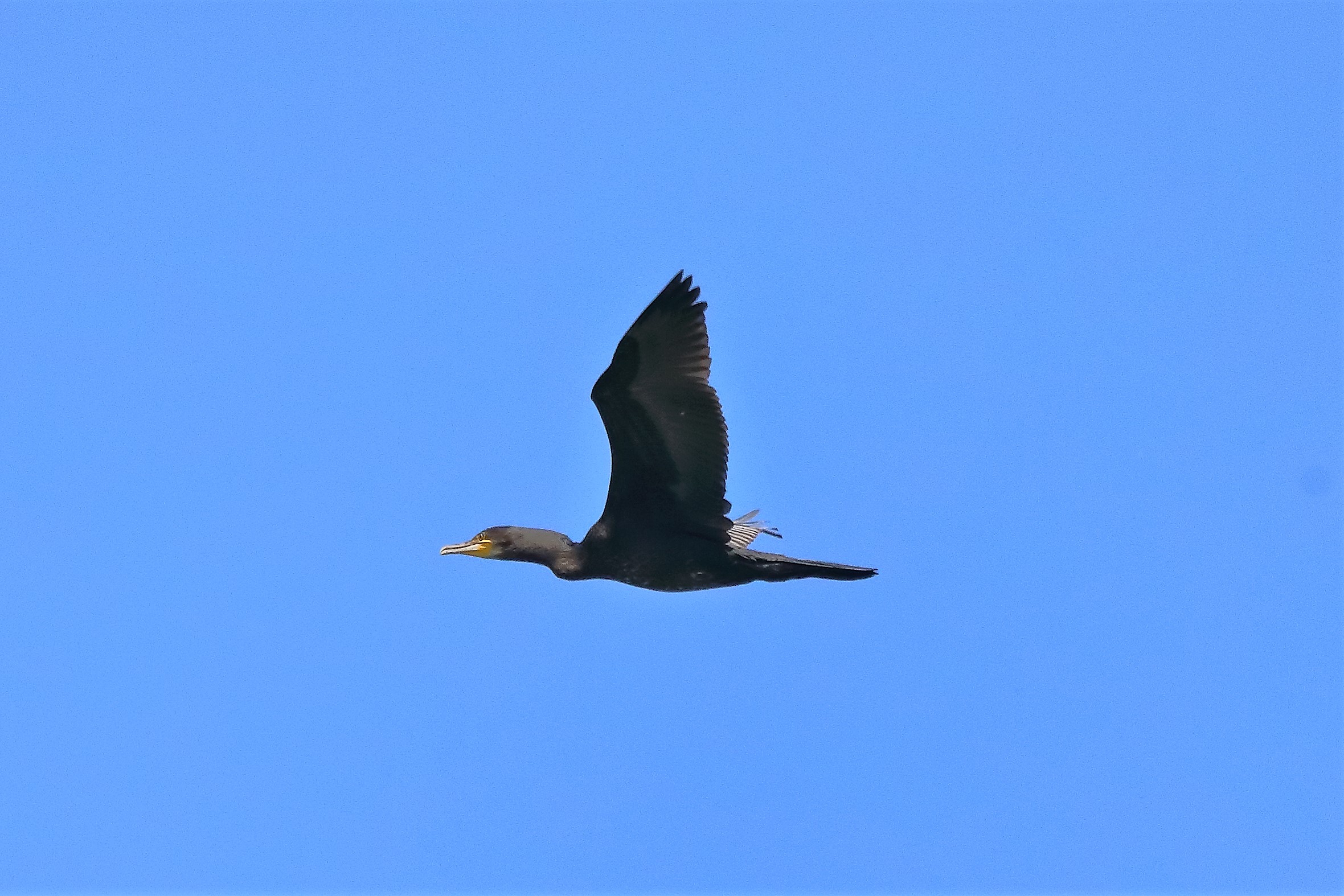 cormorano 29-06-2022