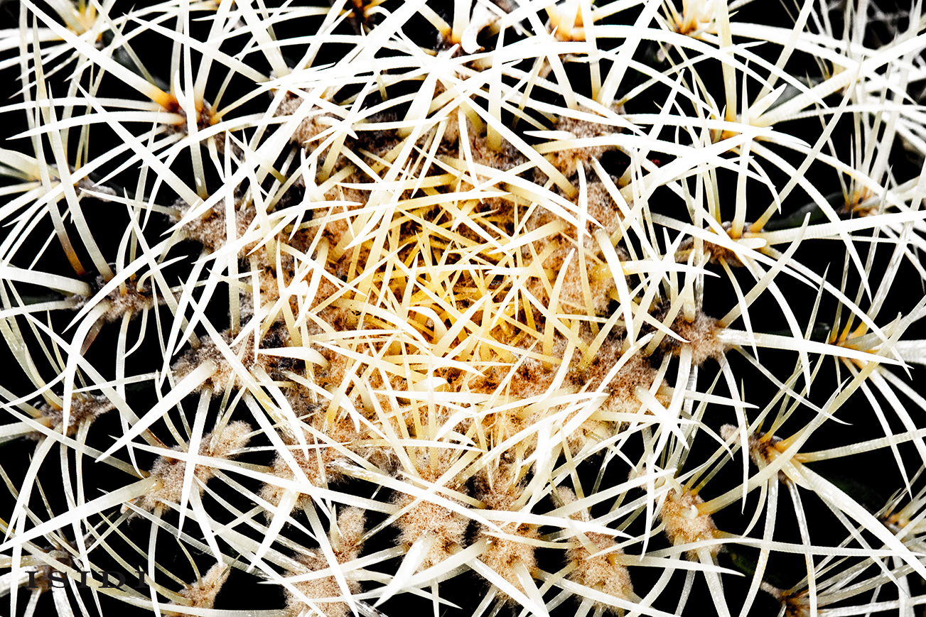 Echinocactus grusonii