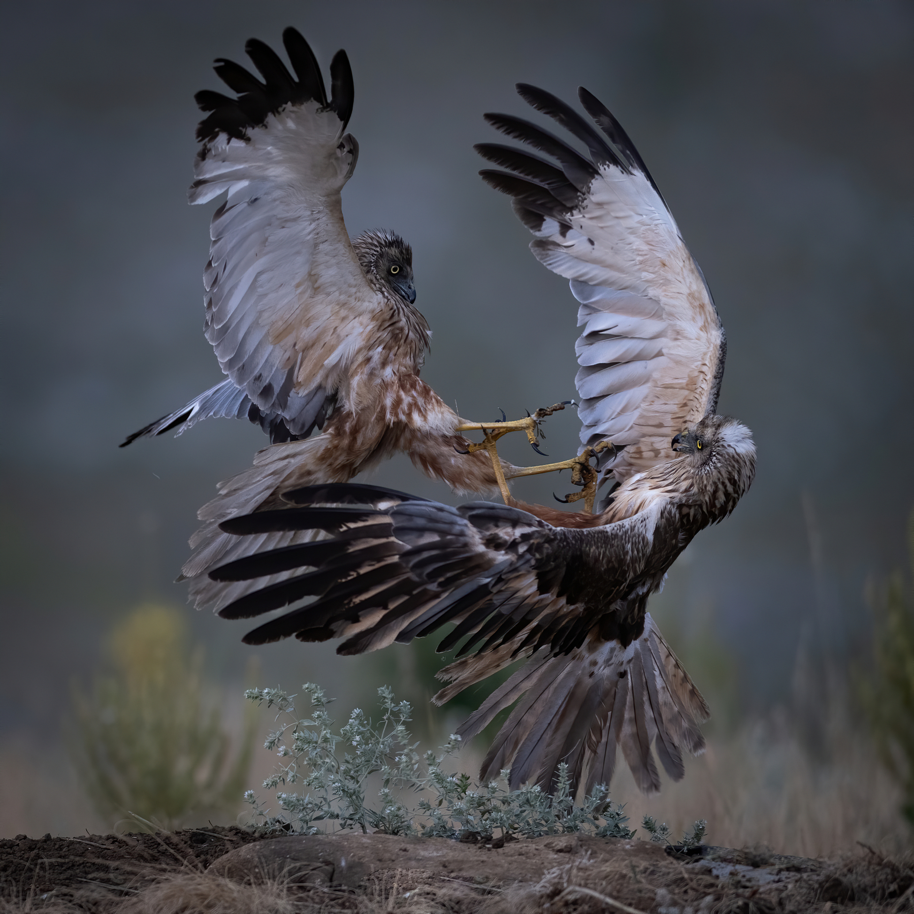 "Una battaglia dei piccoli Titani" Marsh Harriers, maschi