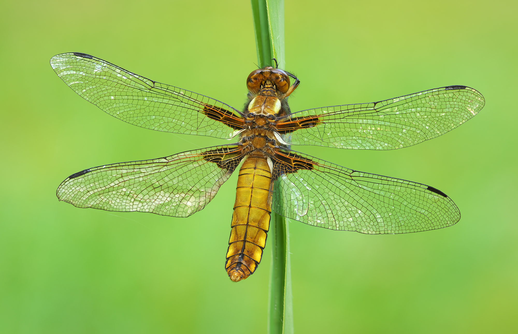 Libellula depressa