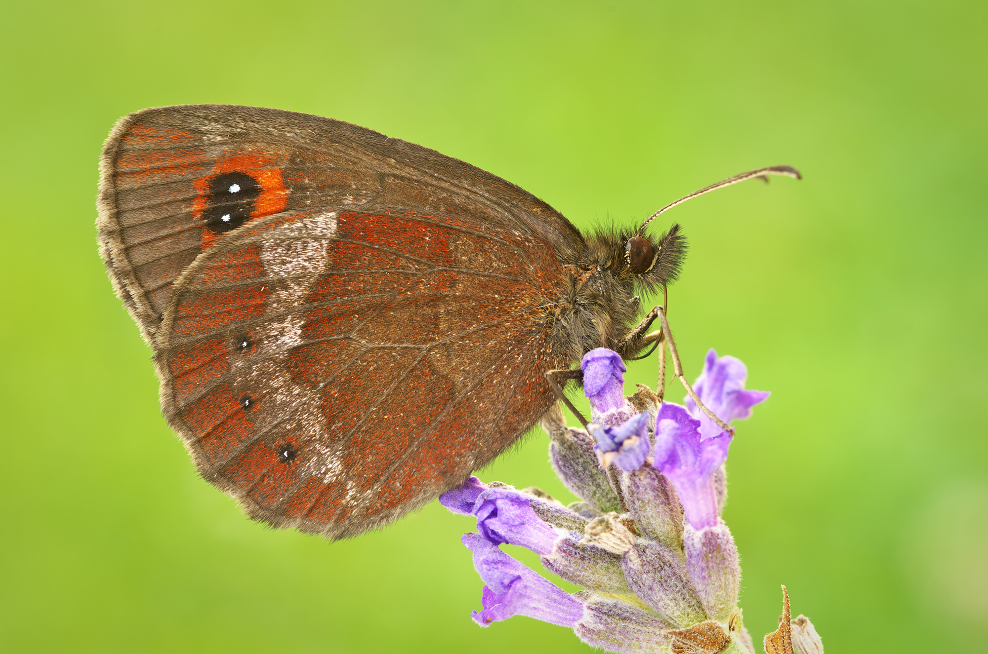 Erebia aethiops