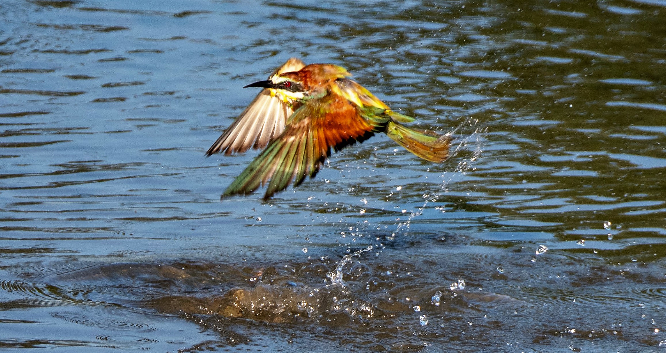 bee-eater
