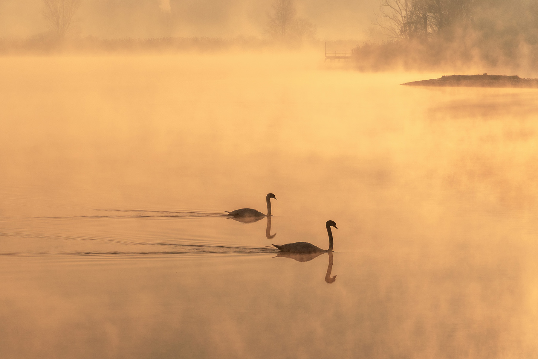 the elegance of the swan