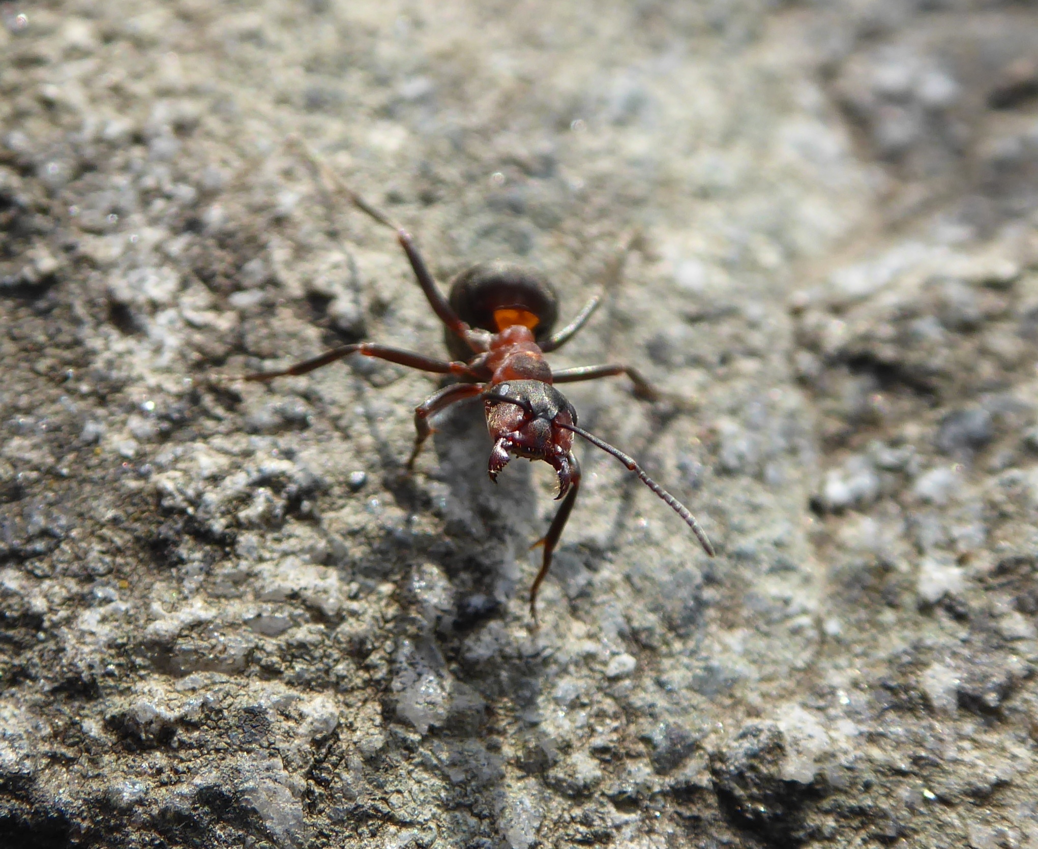 Red ant