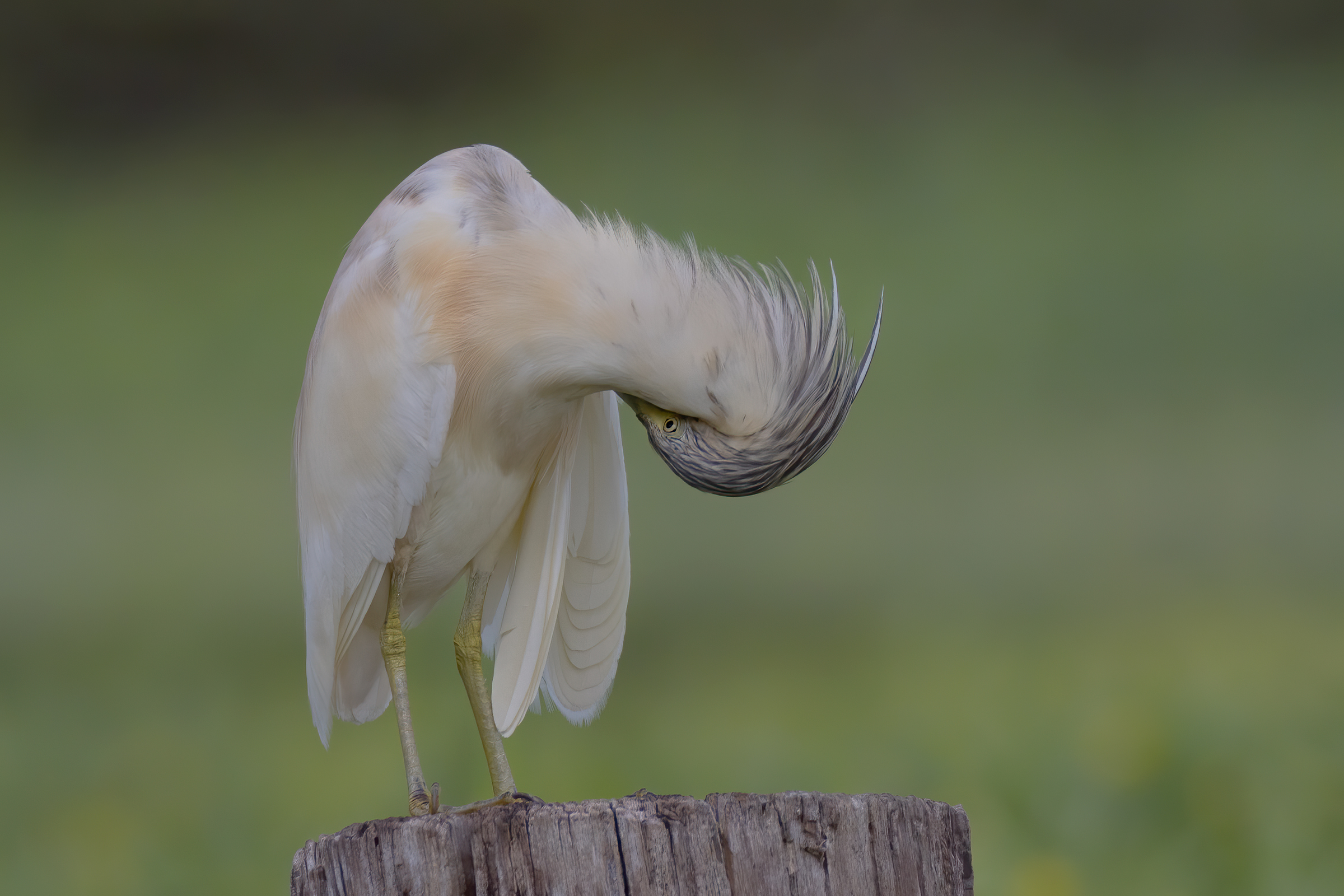 L'inchino (Sgarza ciuffetto)