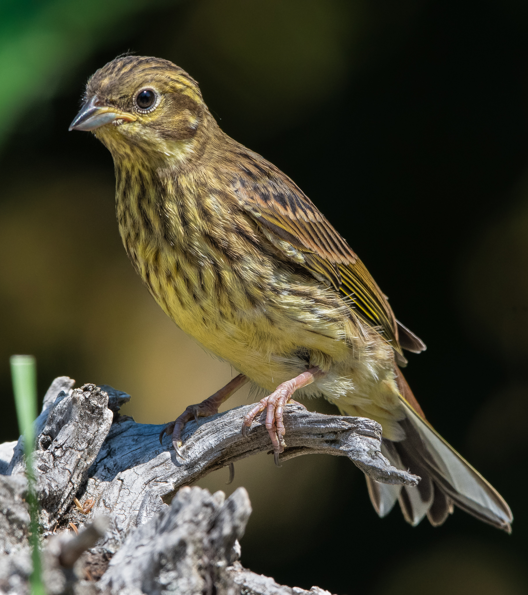 Giovane Zigolino giallo