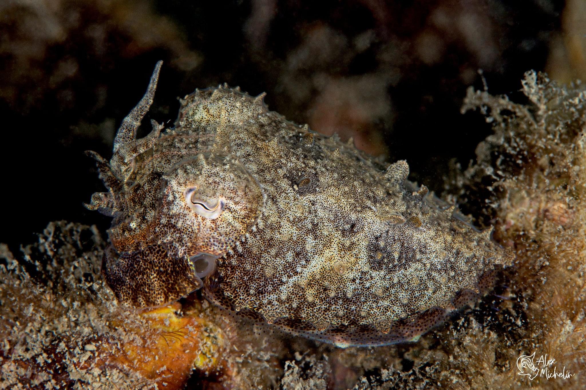 Cuttlefish