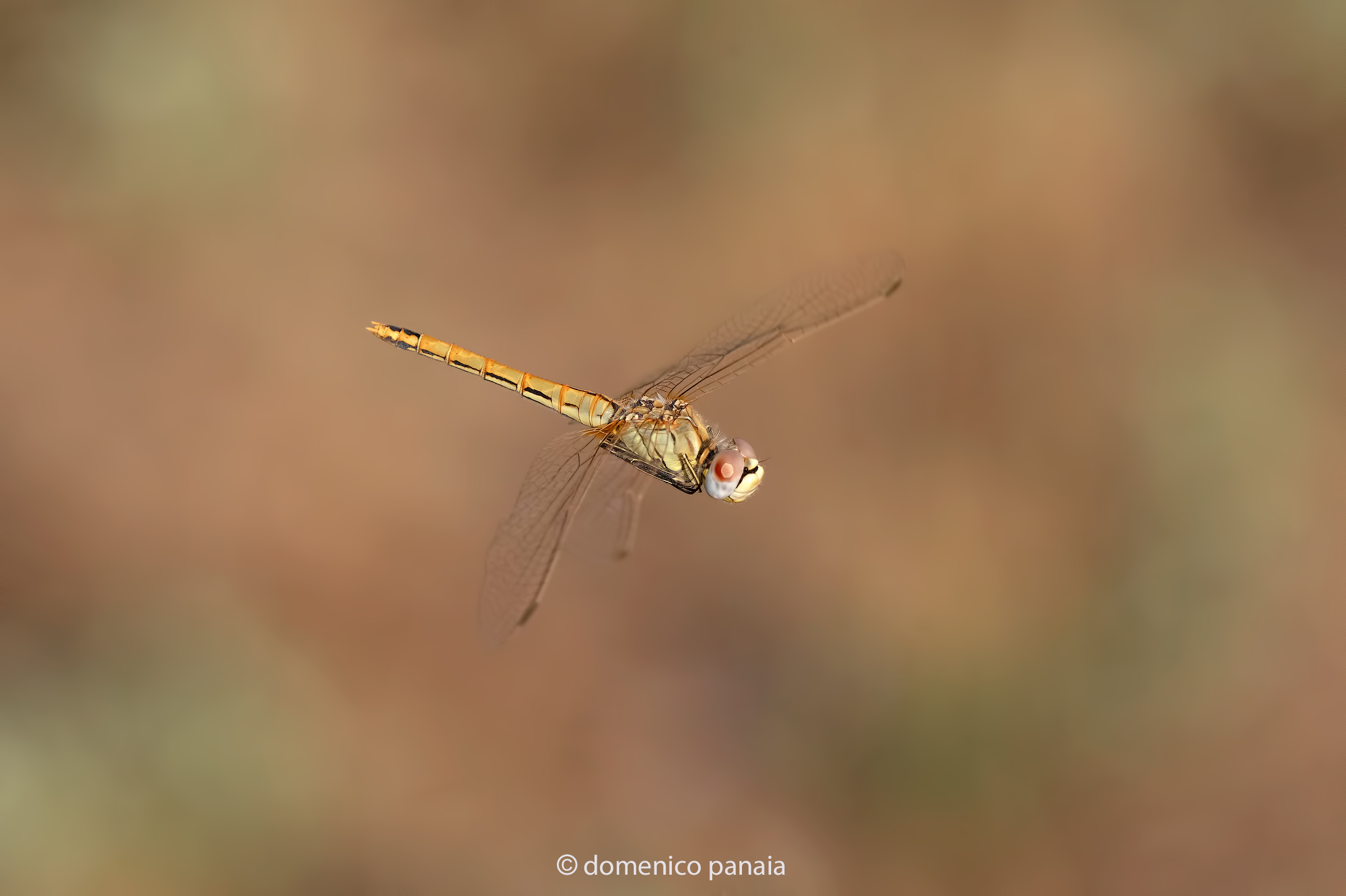 sympetrum fonscolombii