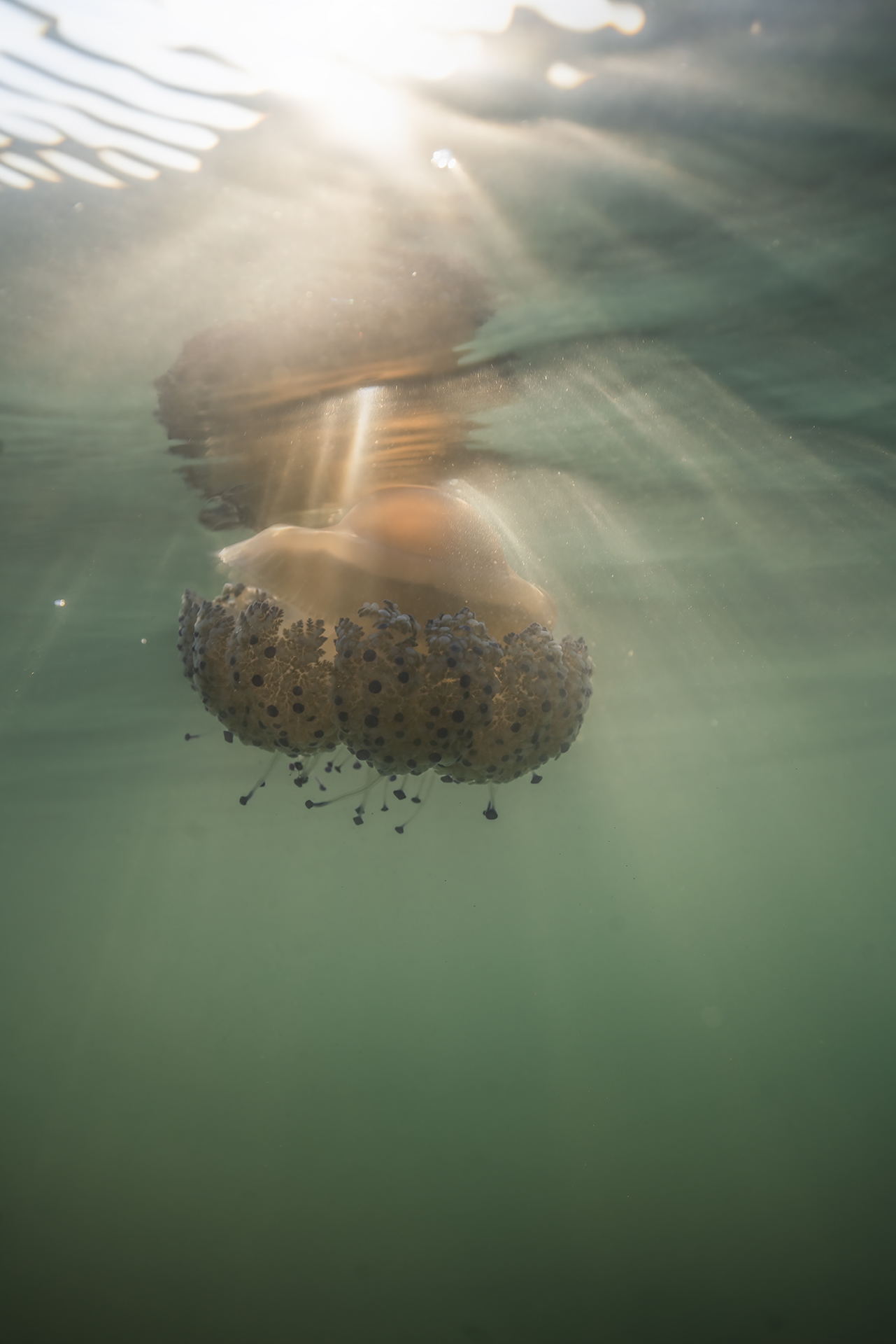 sunbeams and Cotylorhiza tuberculata Cesenatico