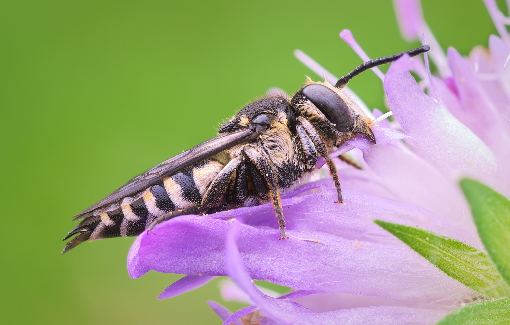 Coelioxys