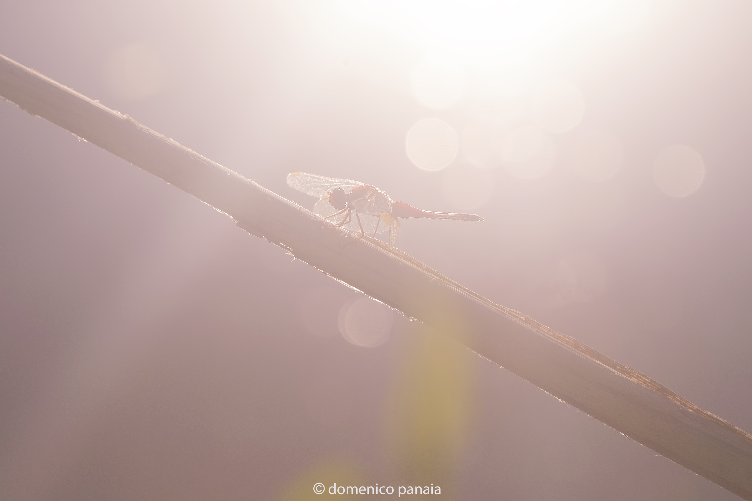 crocothemis erythraea
