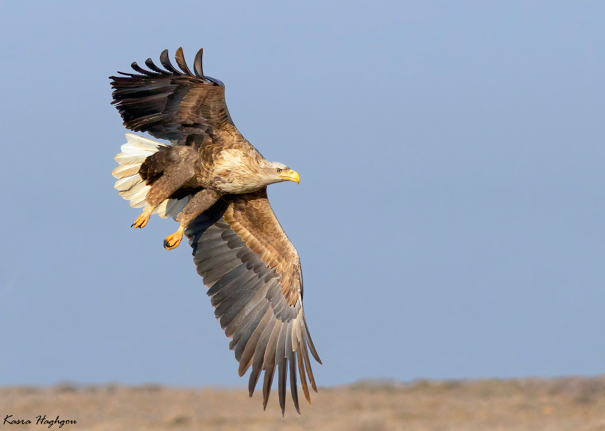 white-tailed eagle