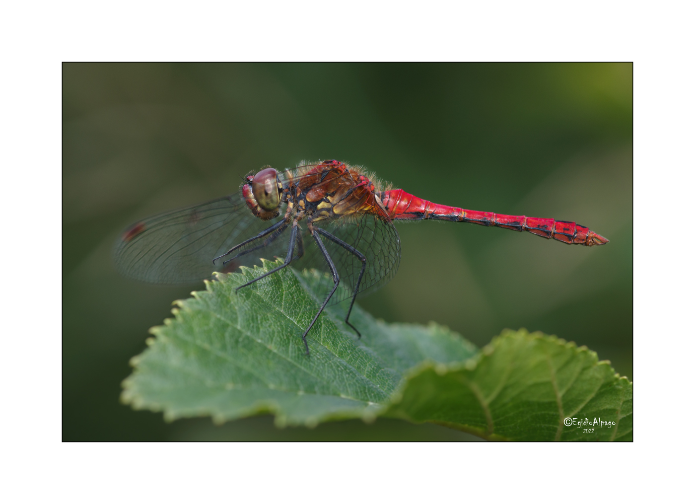 Sympetrum sanguineum