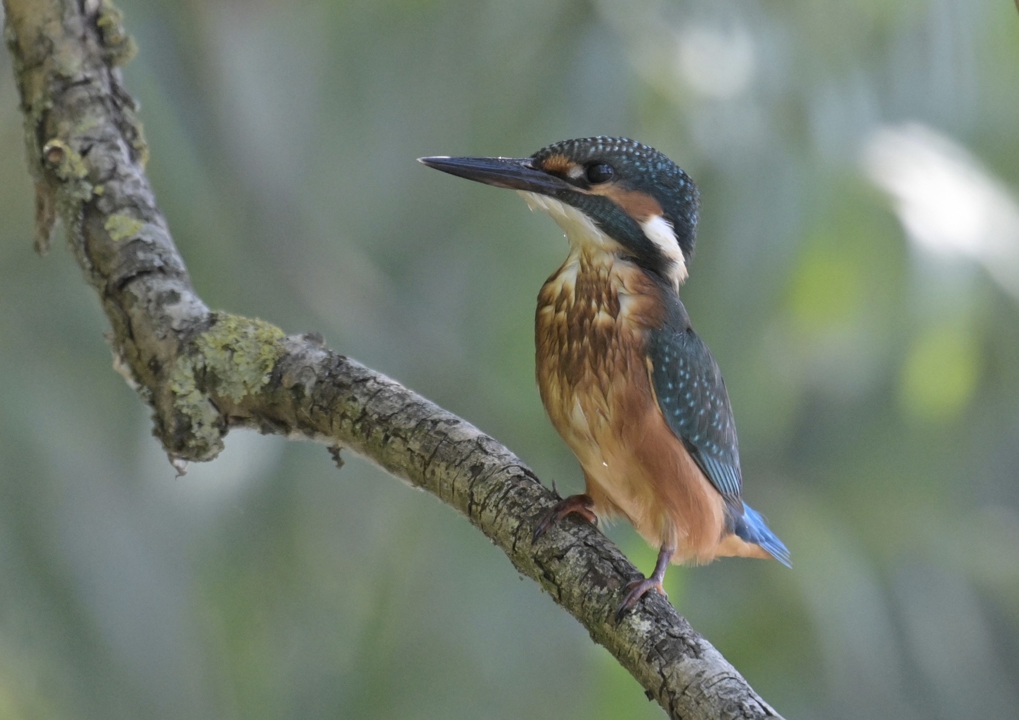 Kingfisher