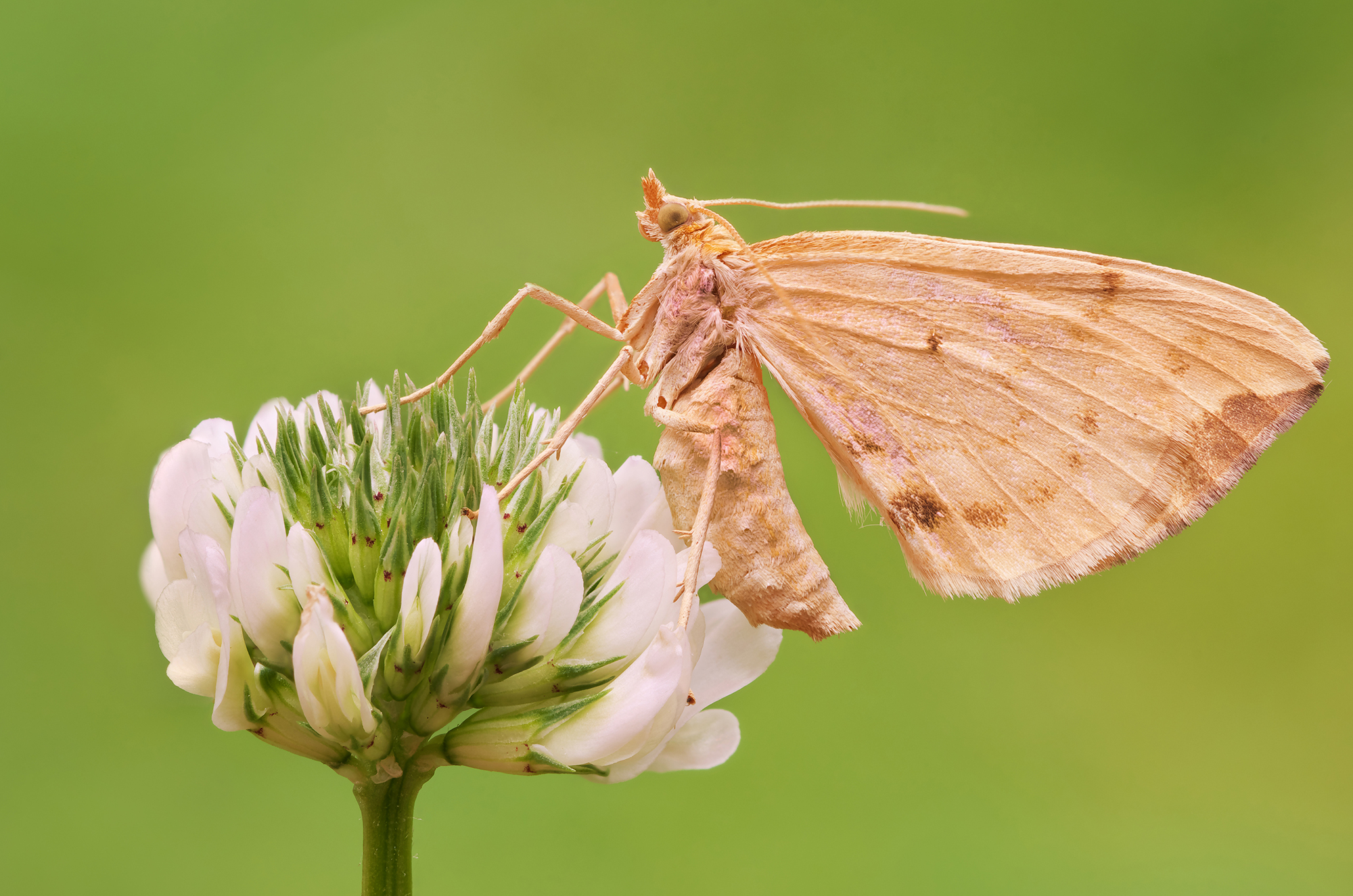 Gandaritis pyraliata