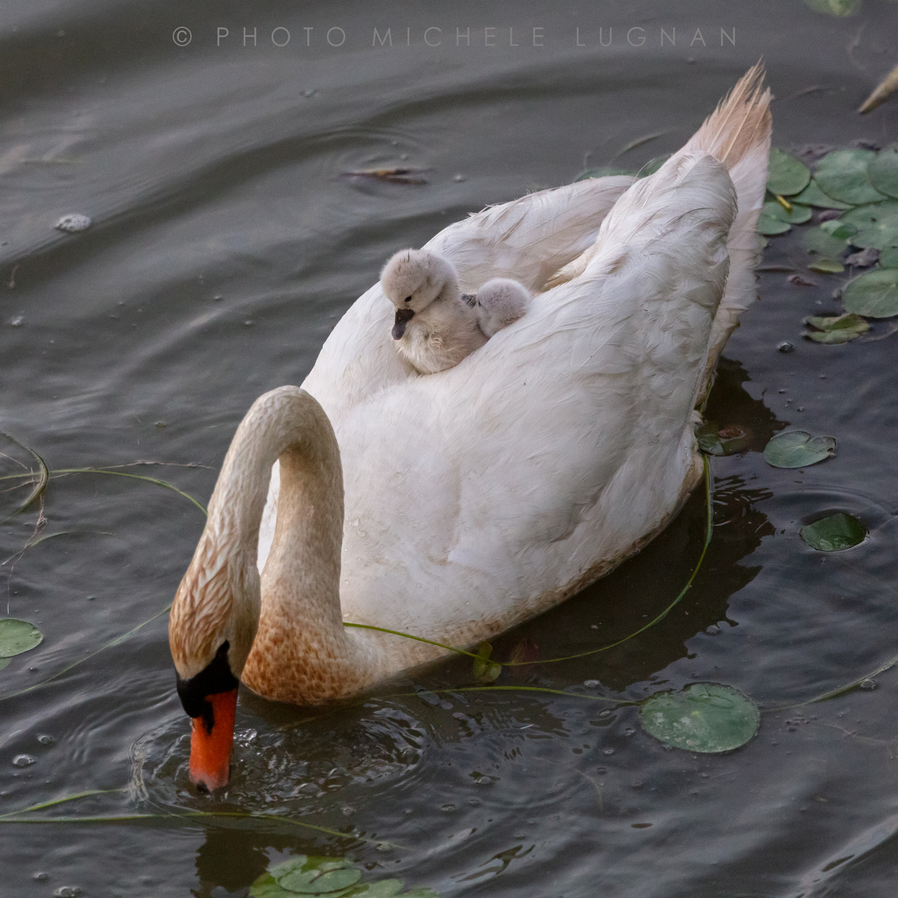 Cygnus olor (volg.it. Cigno reale)