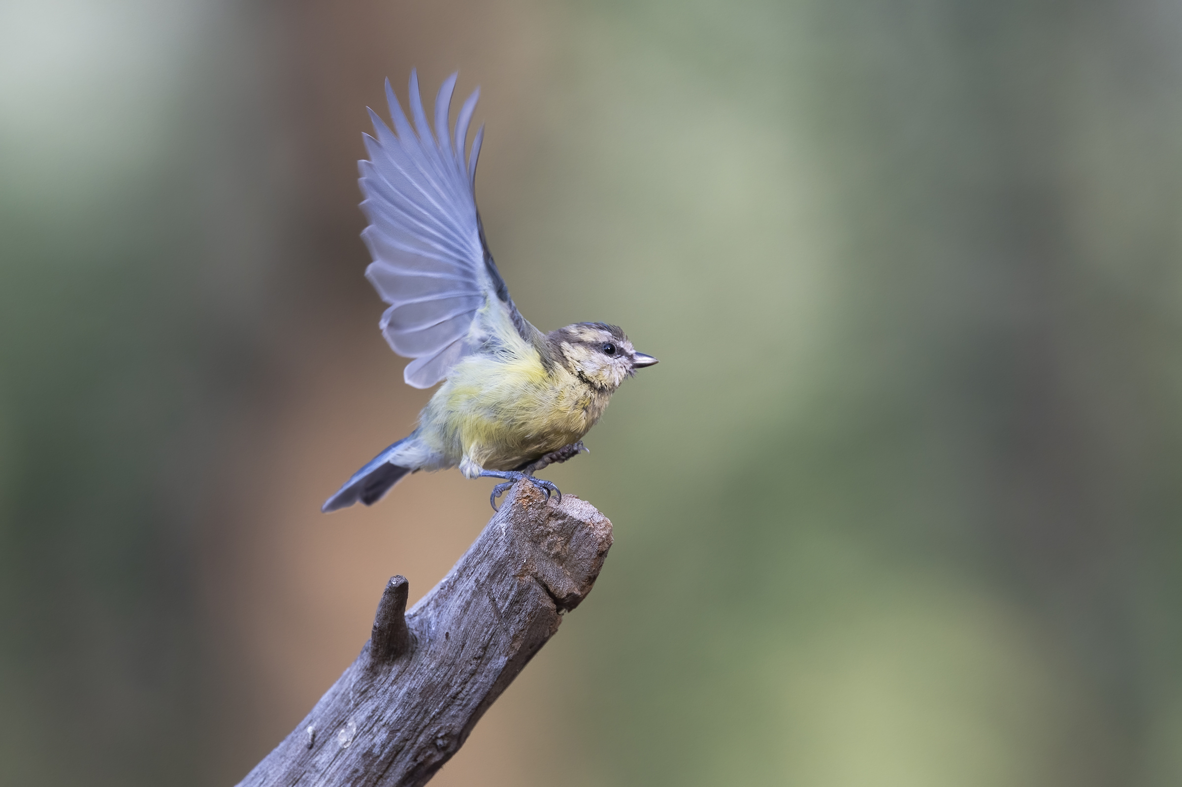 (Cyanistes caeruleus), young