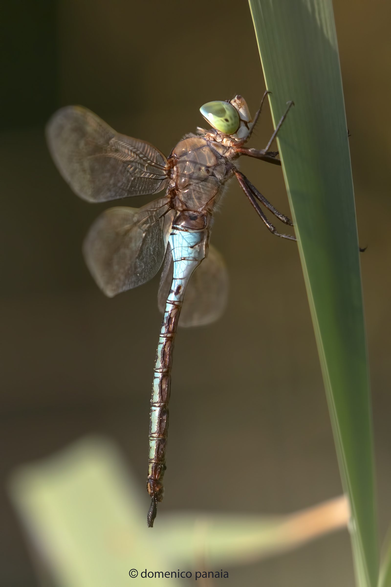 anax parthenope