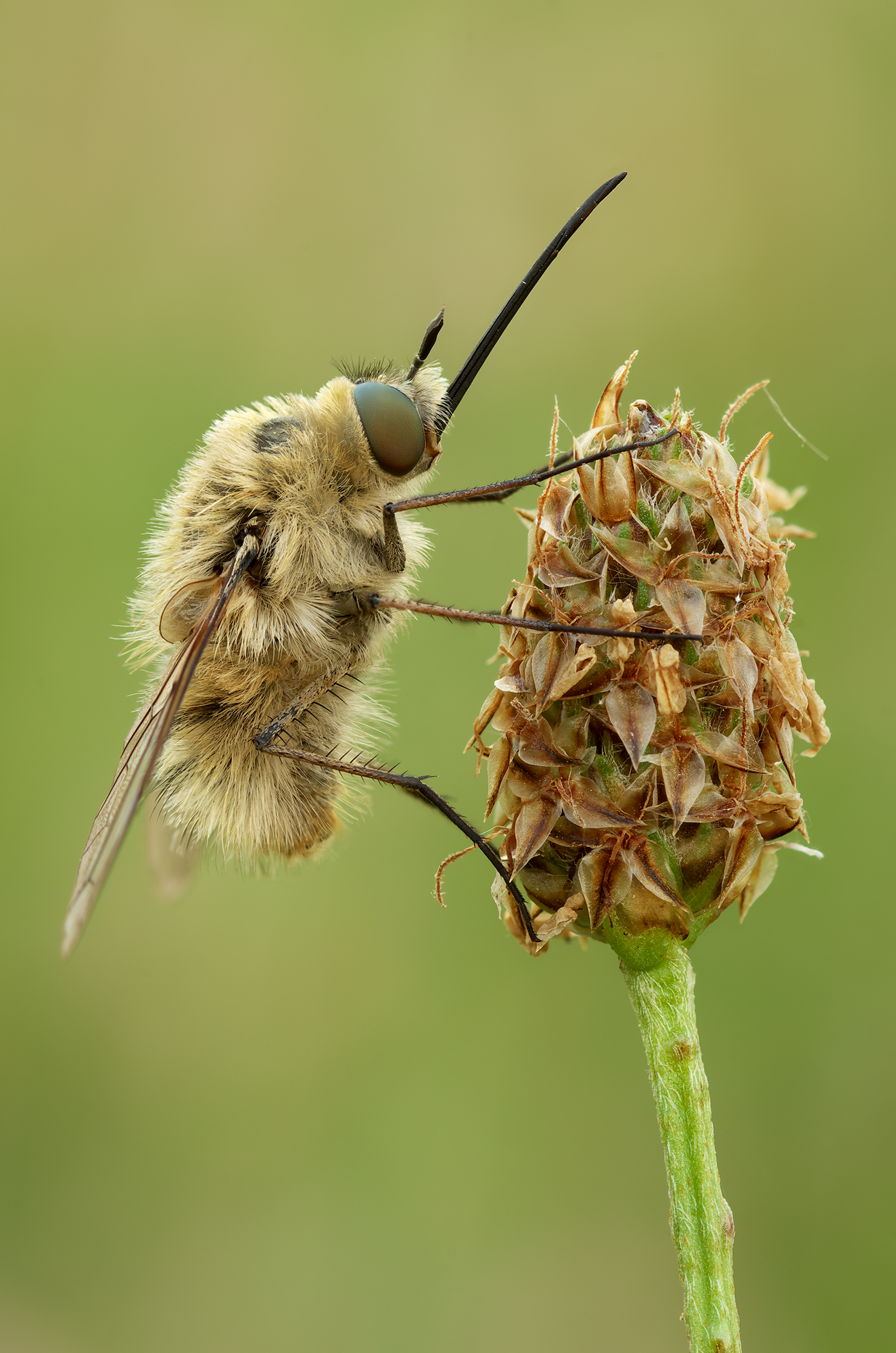 Bombylius posticus.