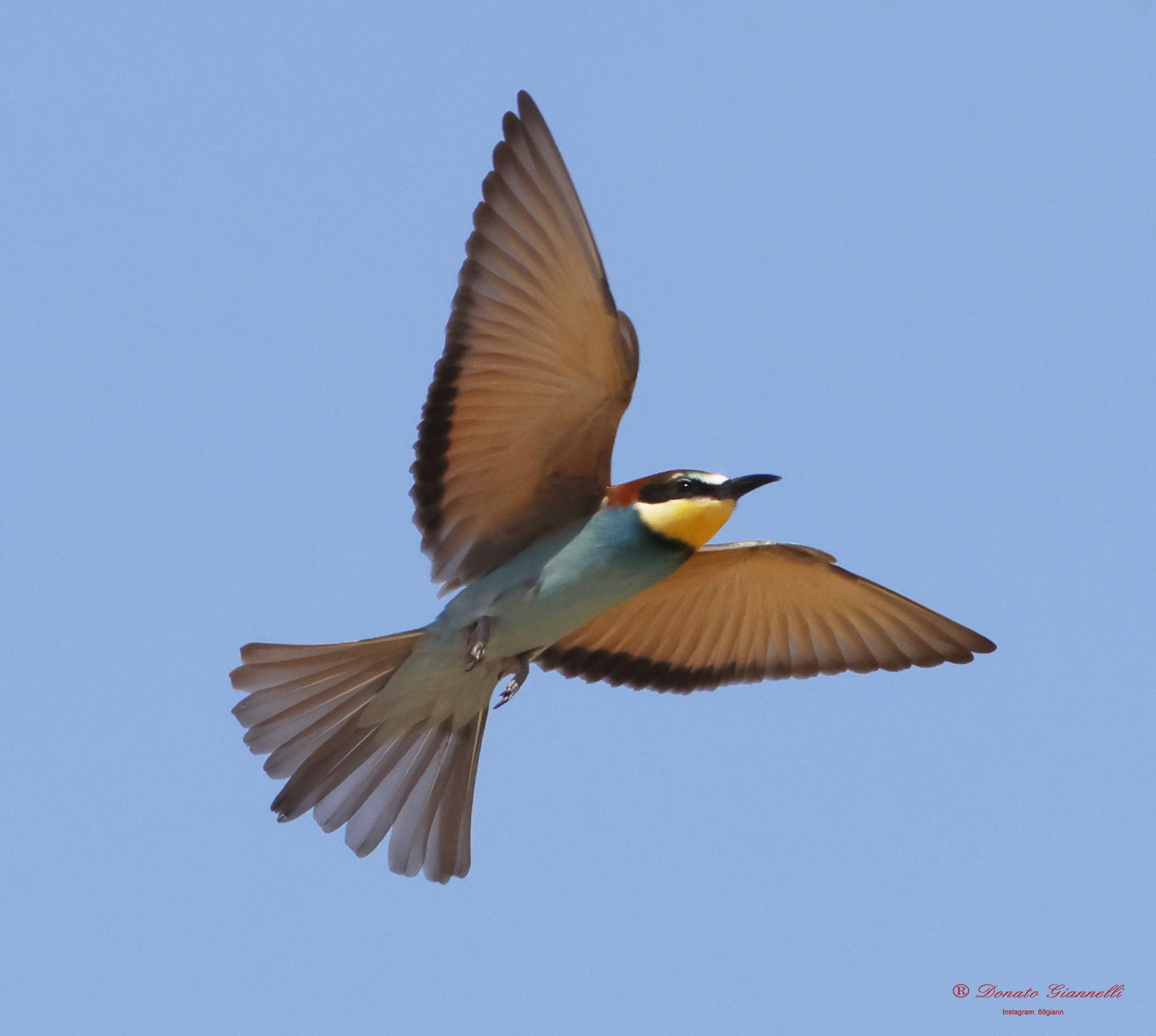 Bee-eater