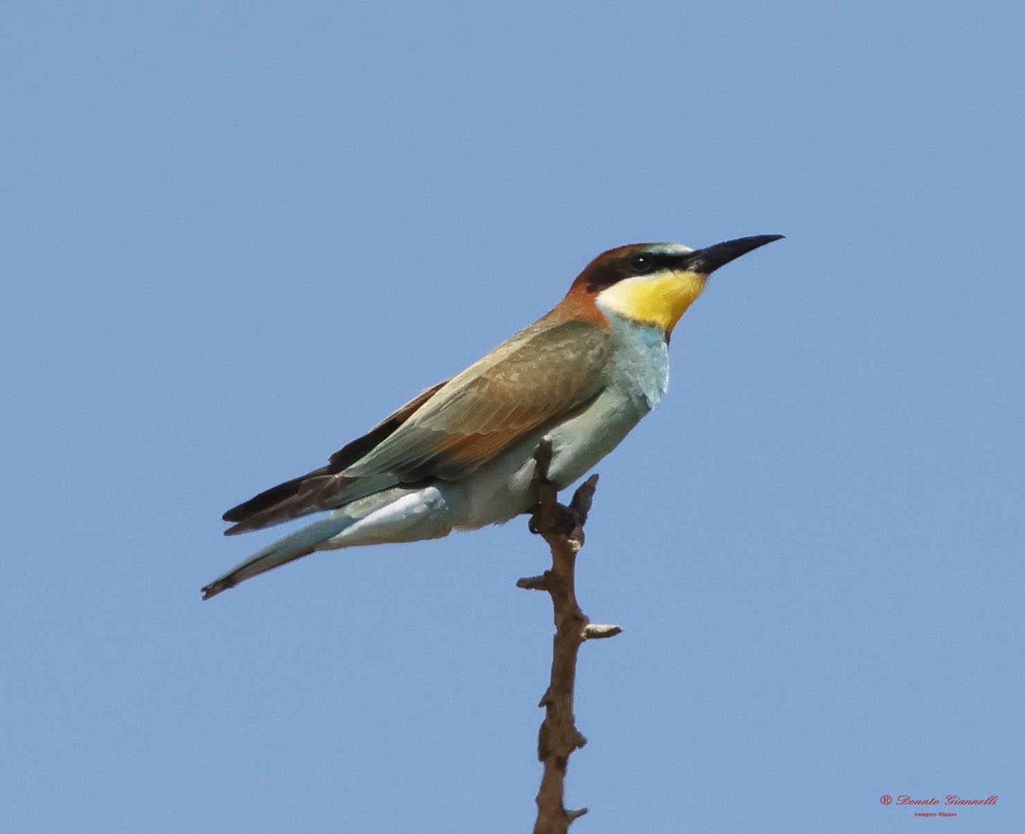 Bee-eater