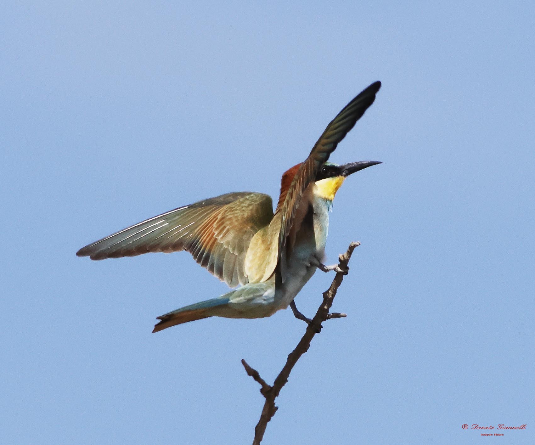 Bee-eater
