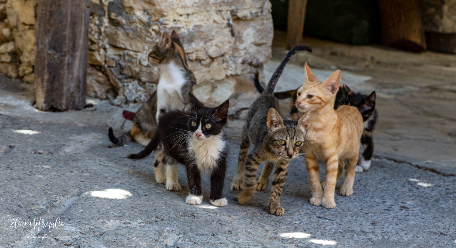 Waiting for the meal