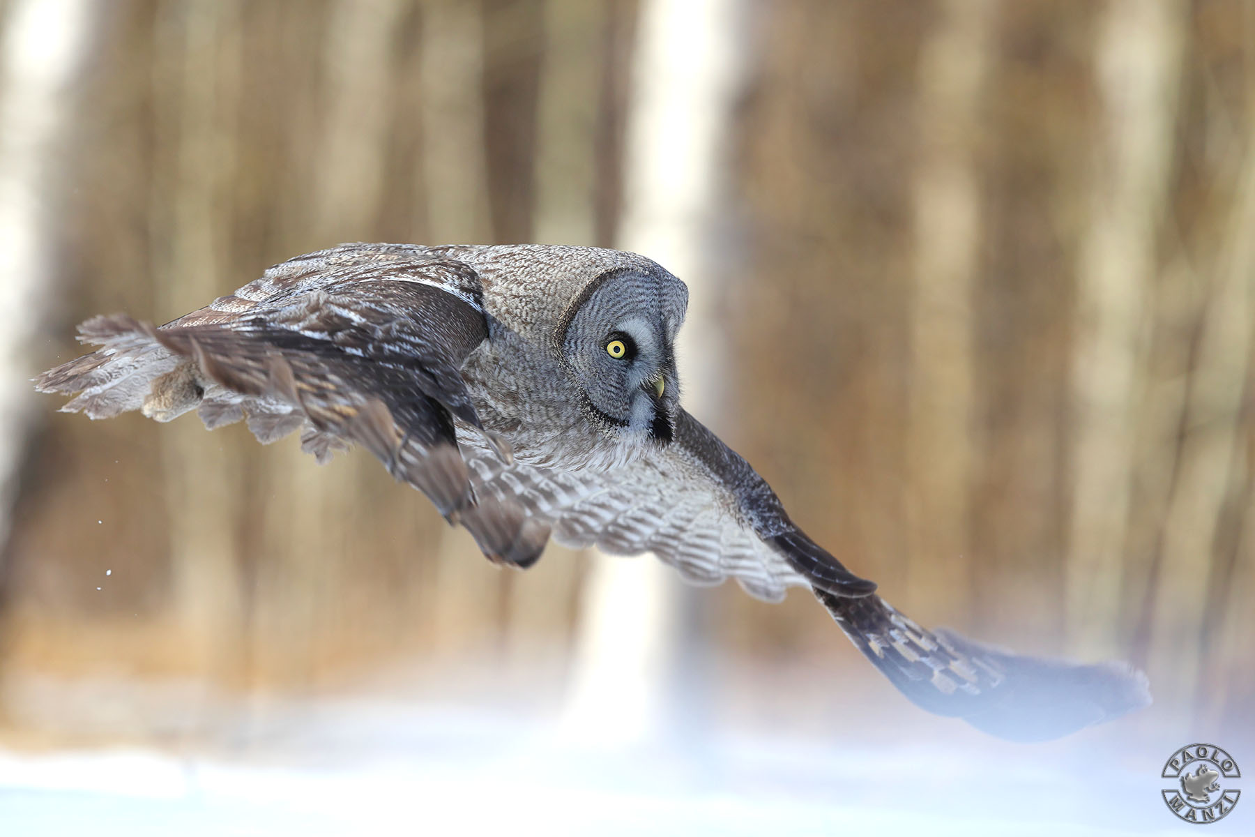 Lapland Owl