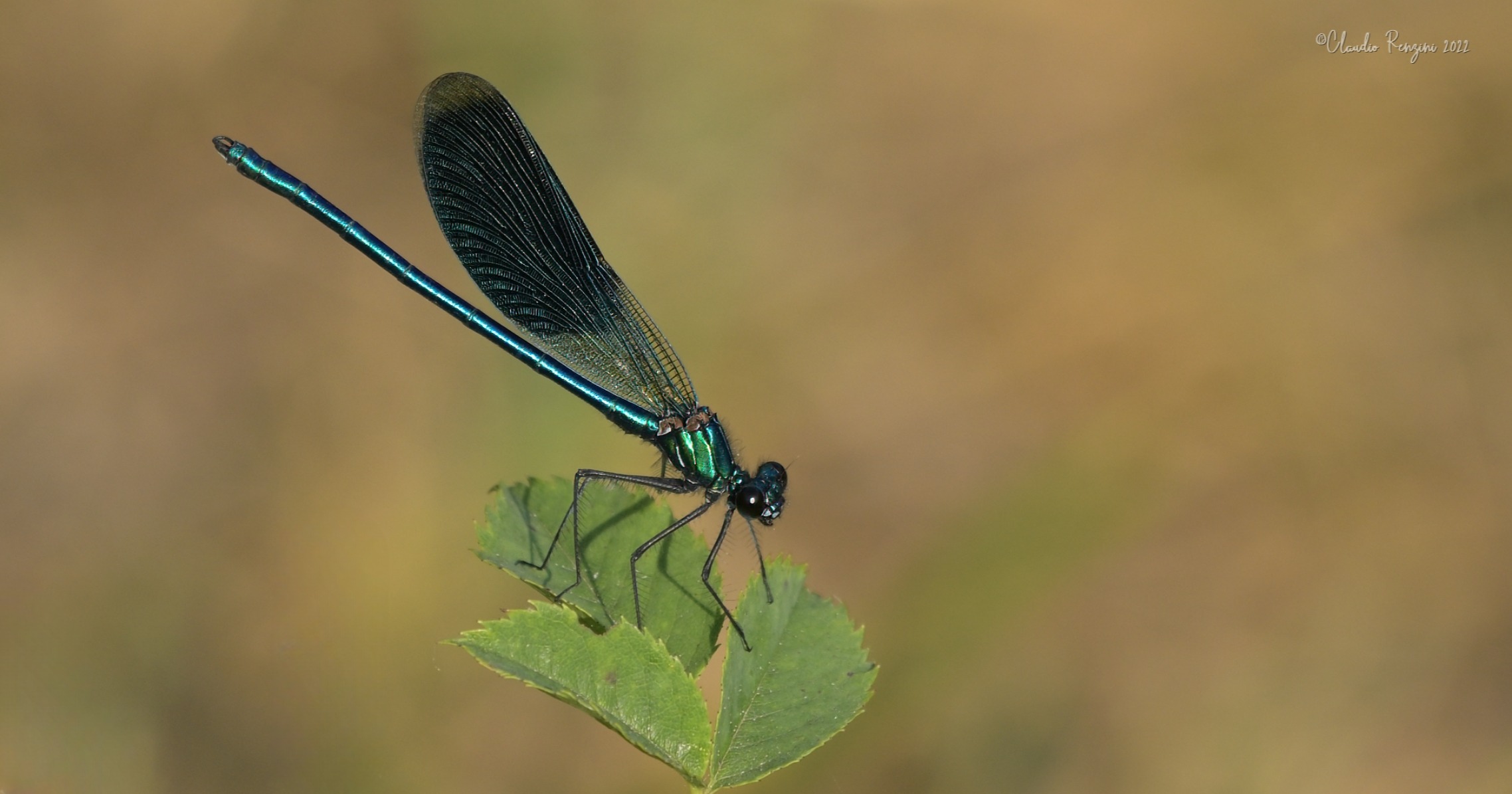Damigella Calopteryx splendens