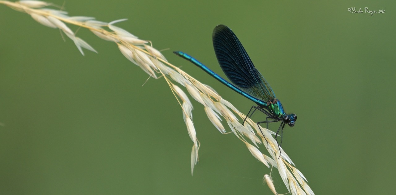 Damigella Calopteryx splendens