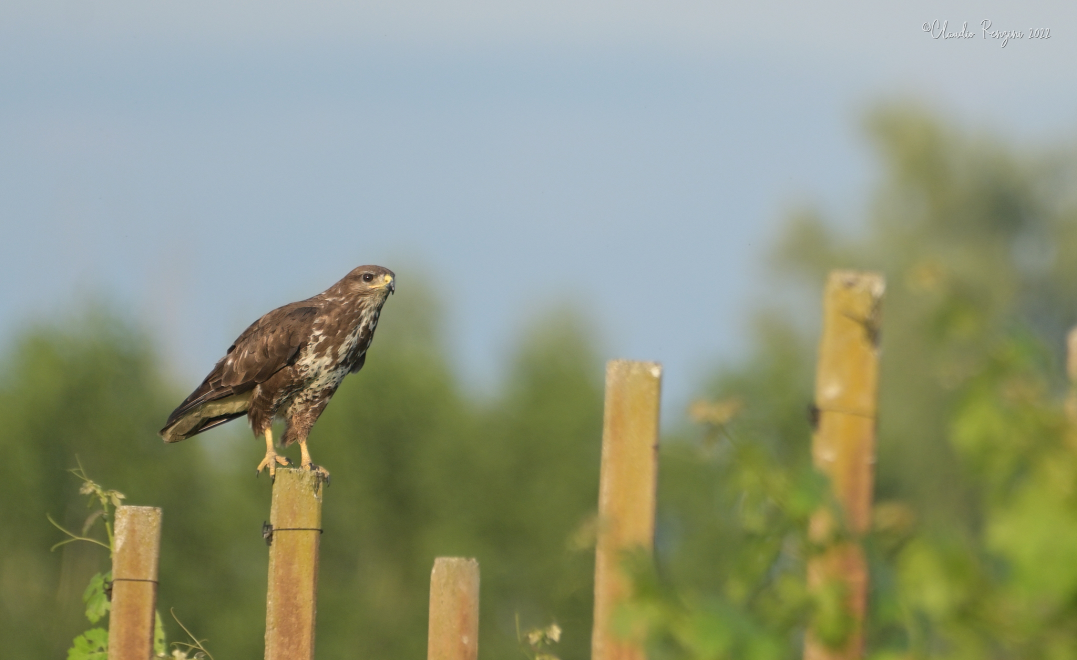 buzzard in the vineyard
