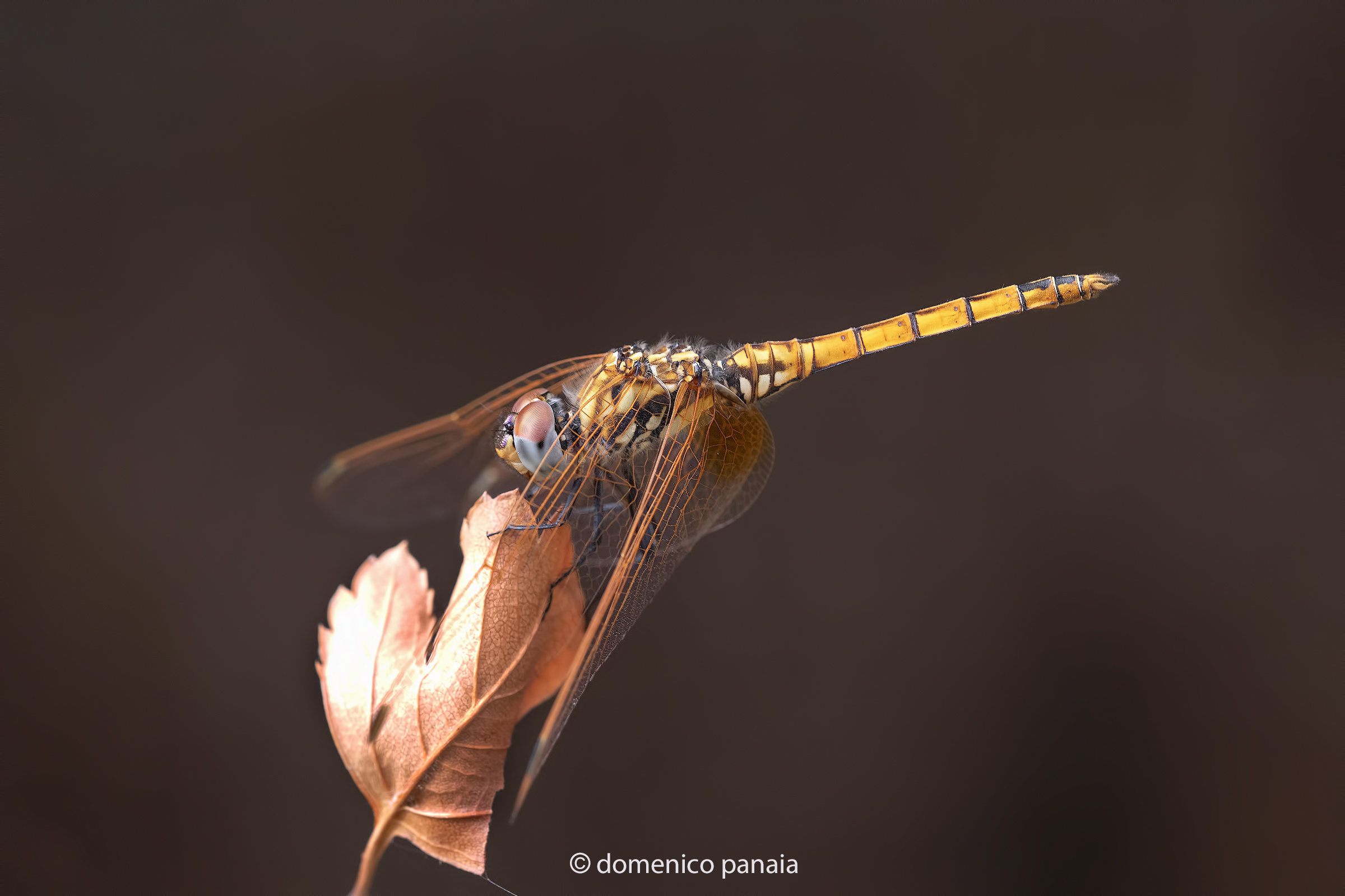 trithemis annulata female