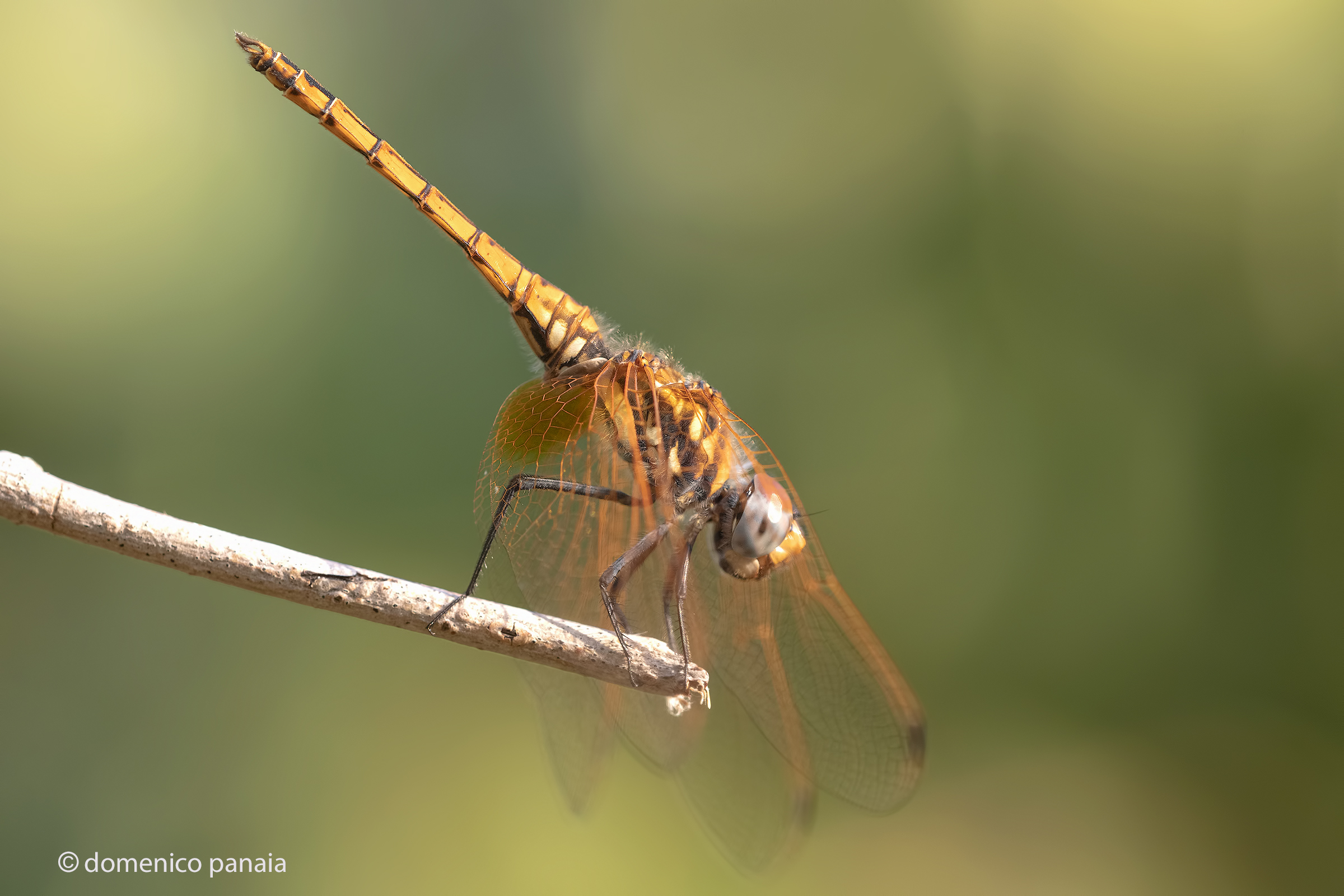 trithemis annulata young male
