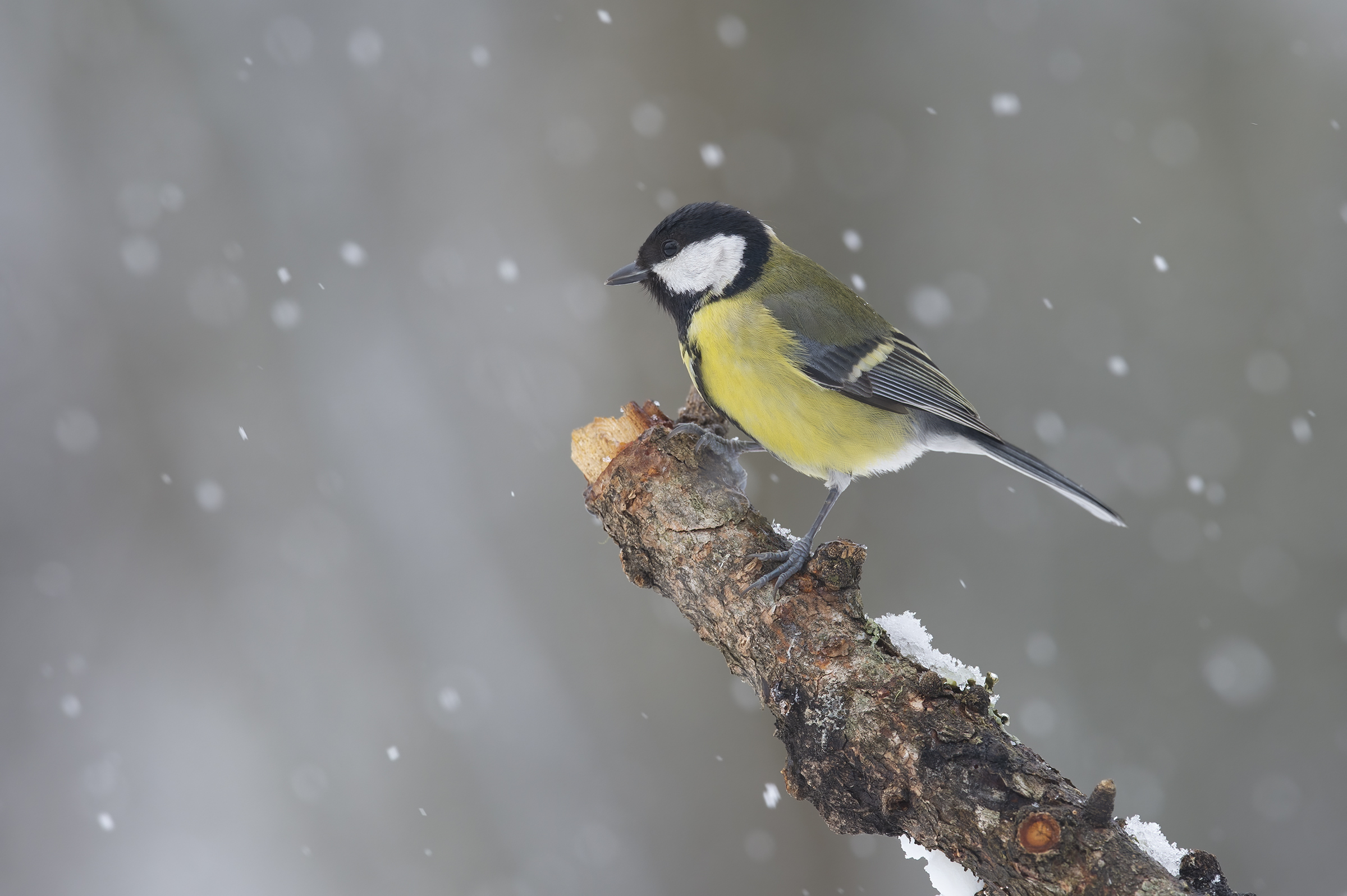 Ciciallegra (Parus major)