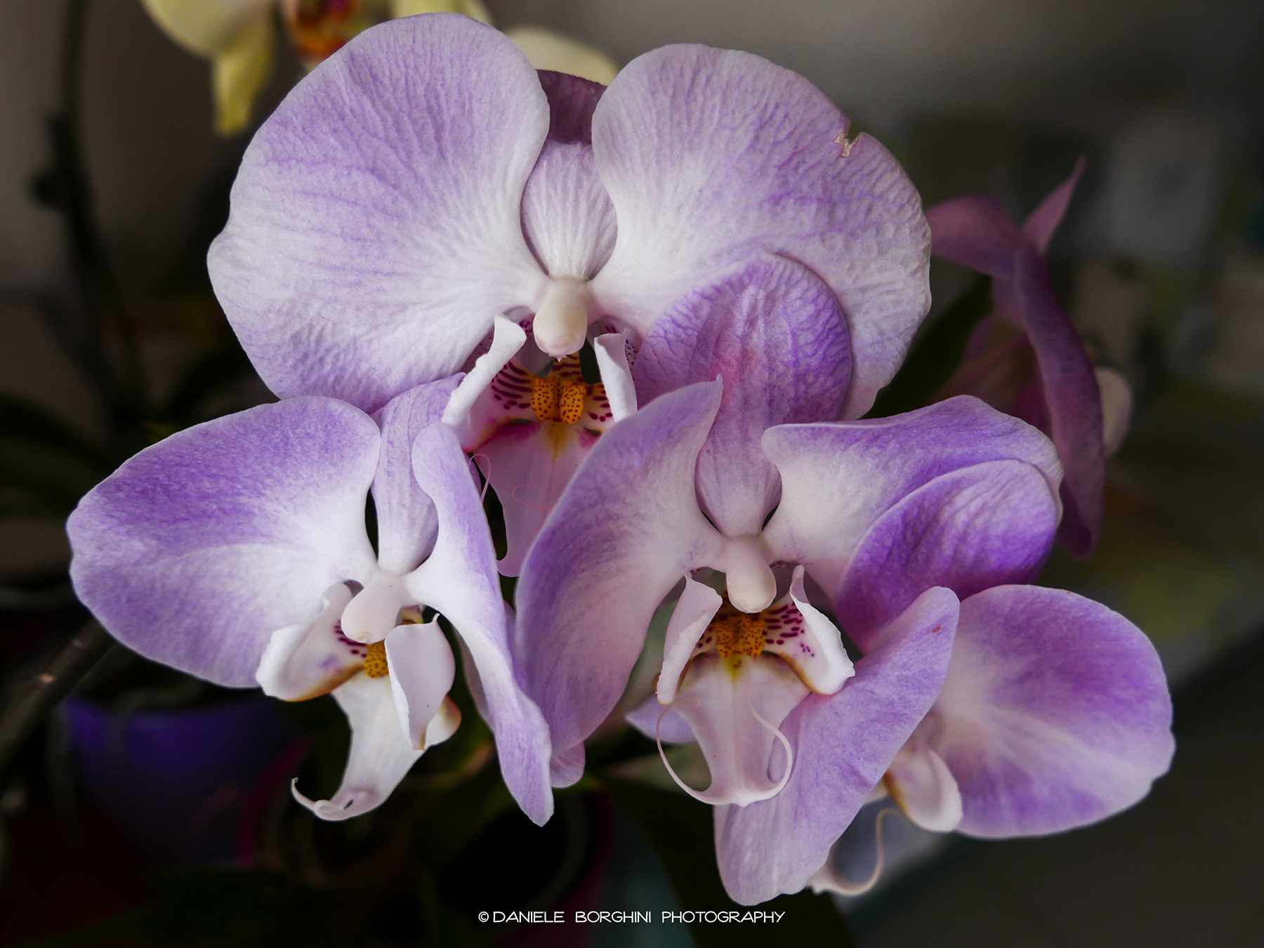Orchidee