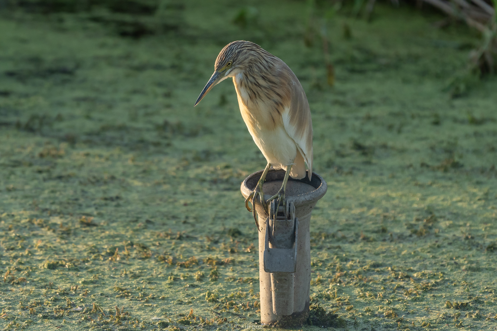 Squacco heron